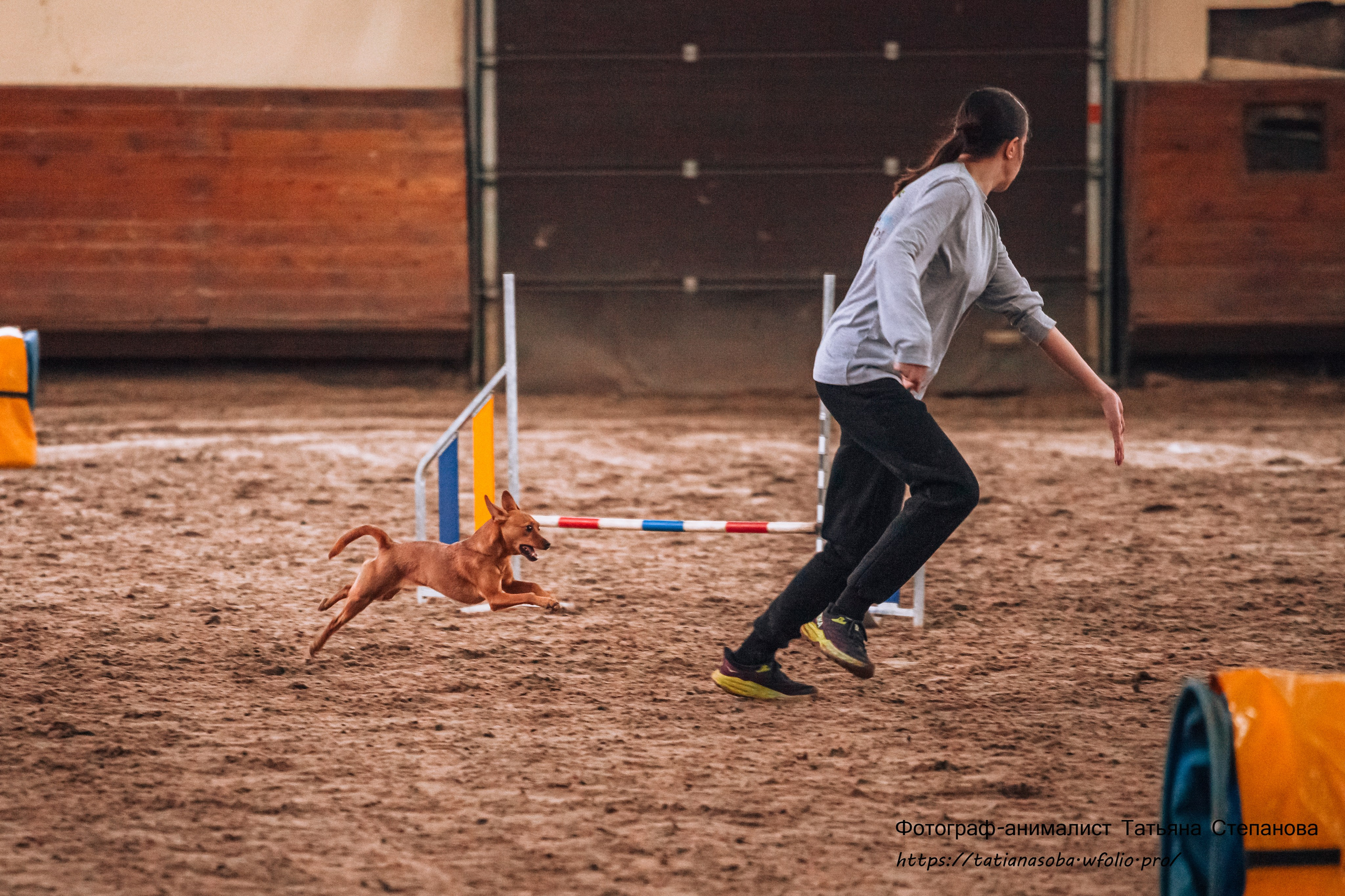 Соревнования по Аджилити 25.02.2024. Фотограф-анималист Татьяна Степанова