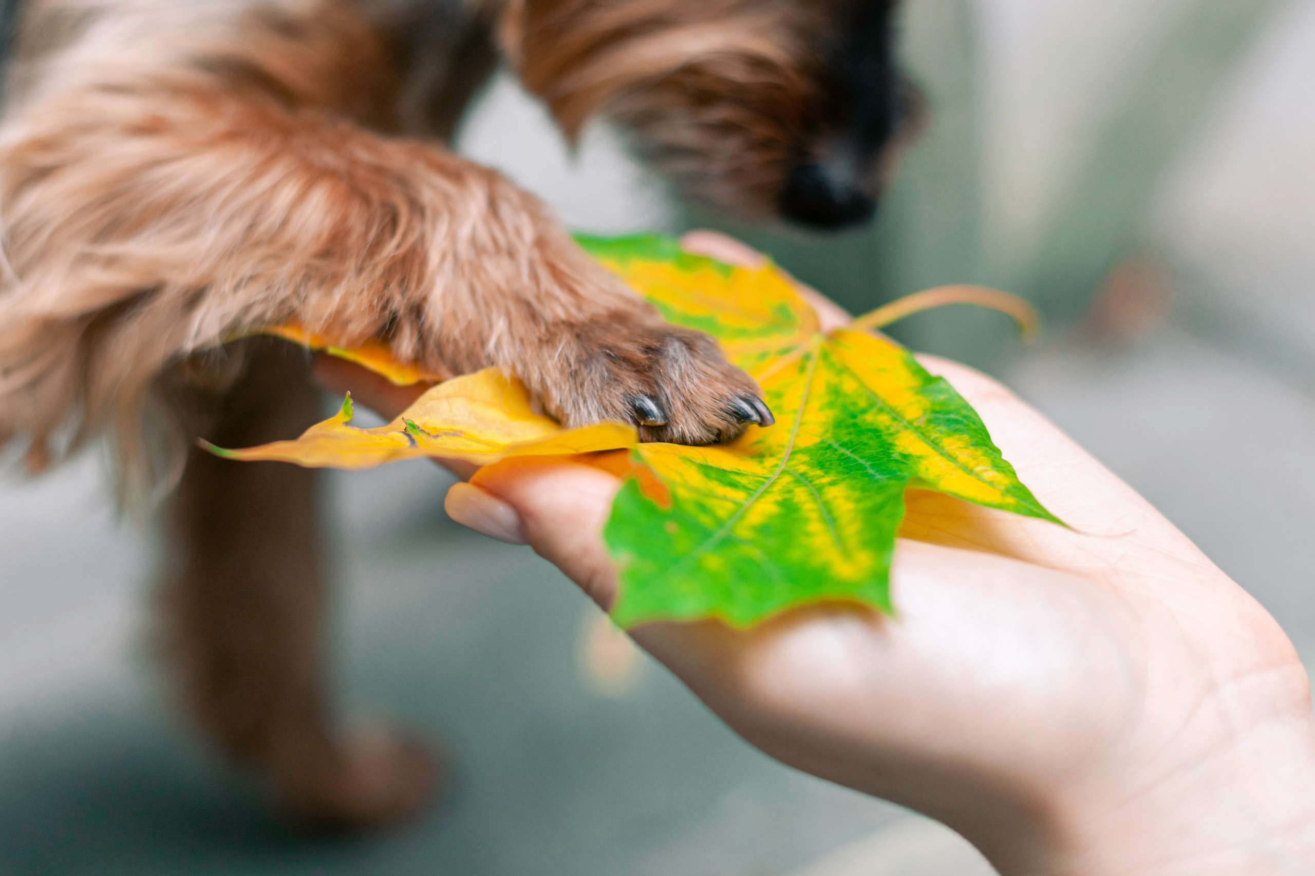 Катя и Моня. Фотограф-анималист Татьяна Степанова