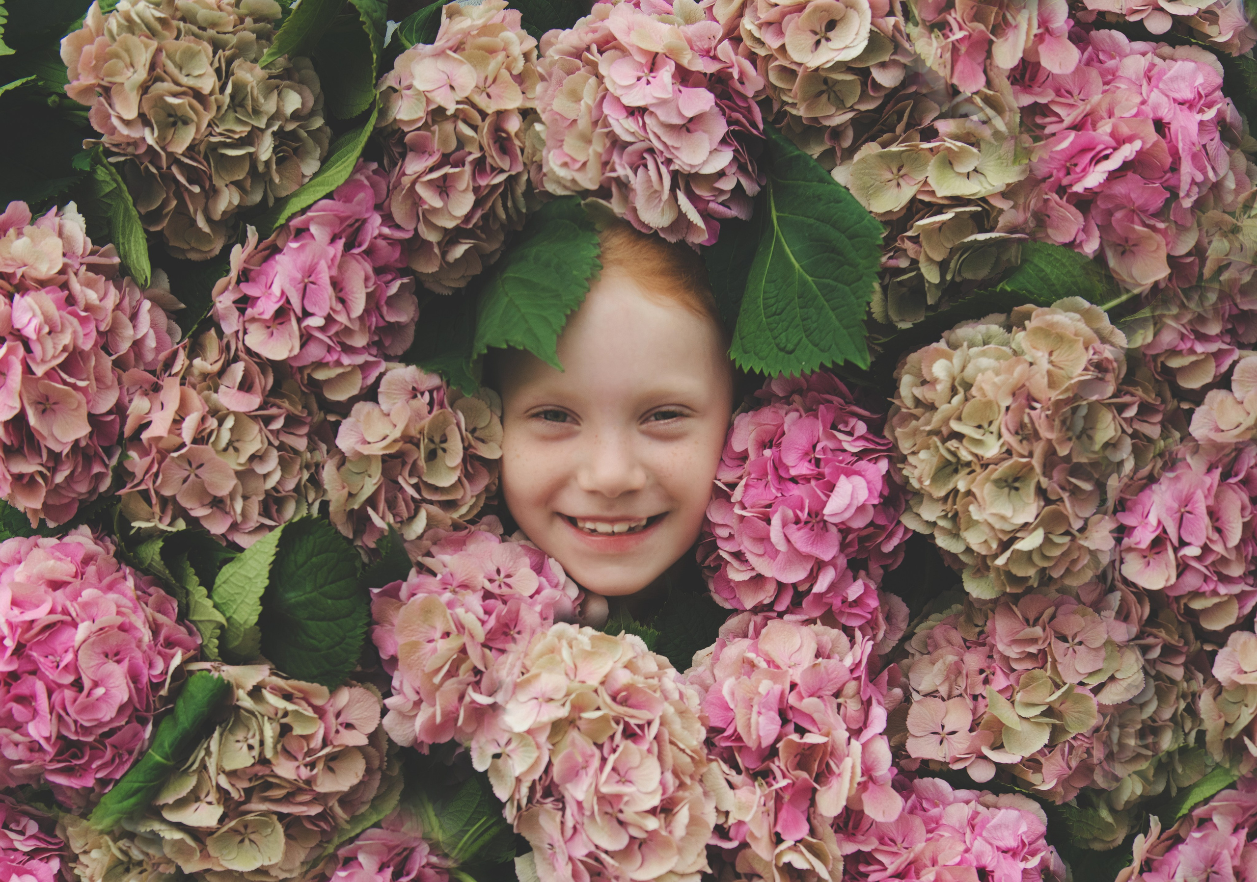 Гортензии. Фотограф новорожденных и детей в Барнауле — Екатерина Шапкина