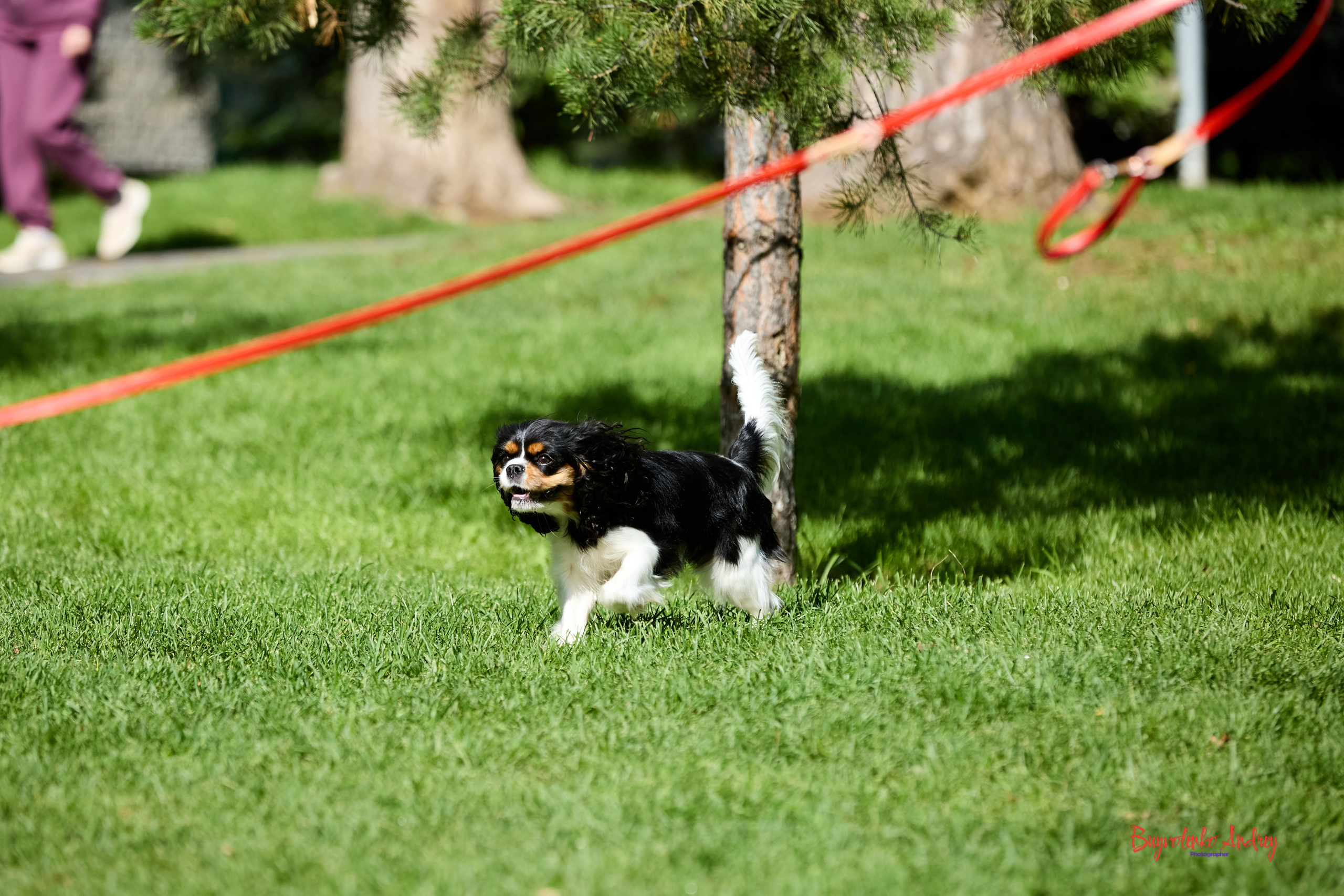 Фотопрогулка с кавалерами. Buyvolenko Andrey