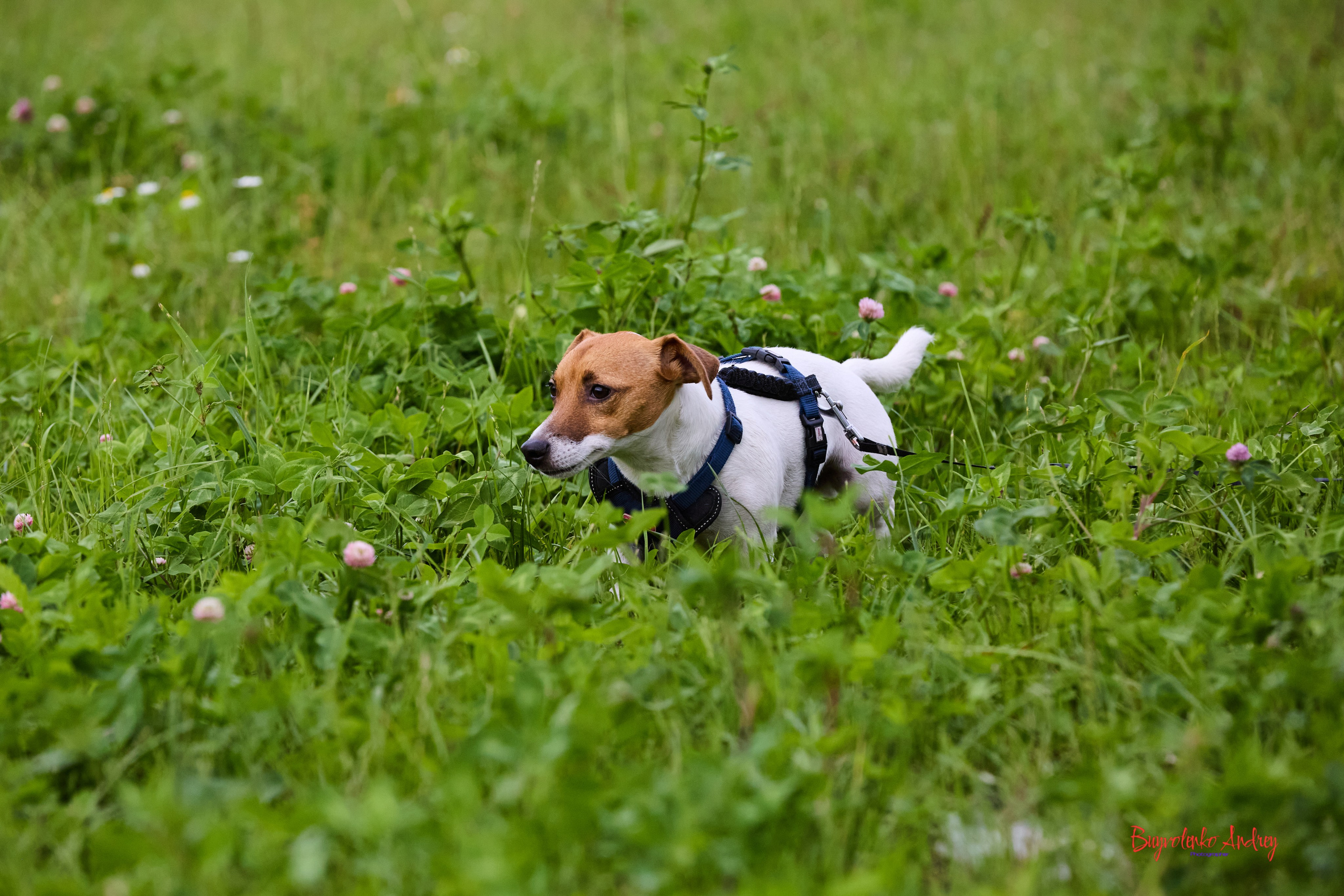 Проект фотопрогулка с хвостиком. Buyvolenko Andrey