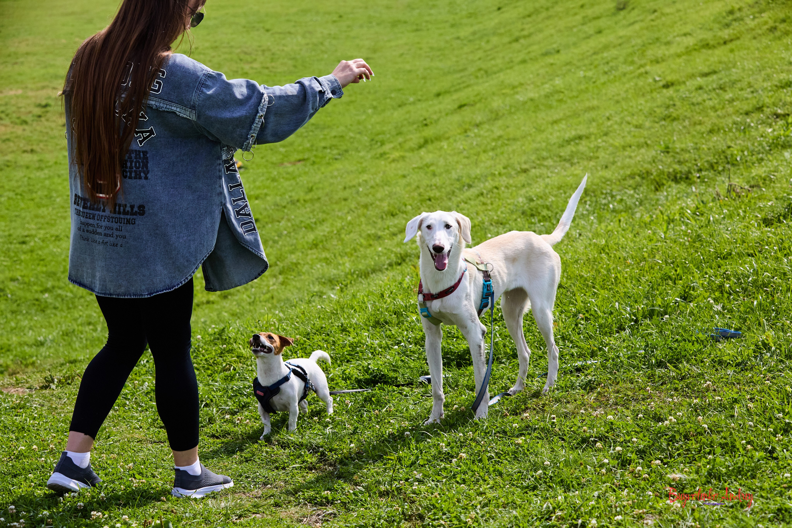 Проект фотопрогулка с хвостиком. Buyvolenko Andrey