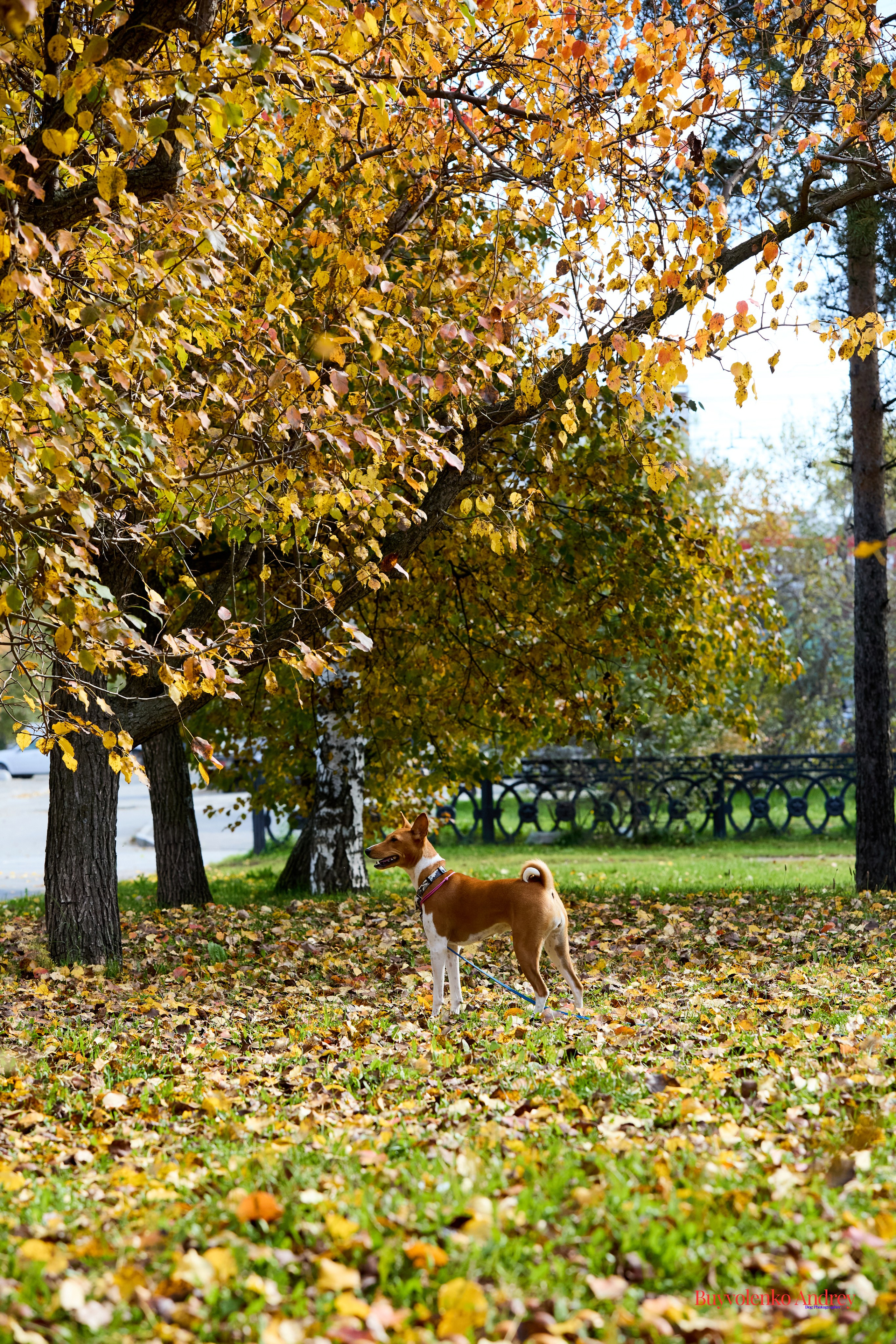 Басенджи и Аусси 21.09.2025. Buyvolenko Andrey
