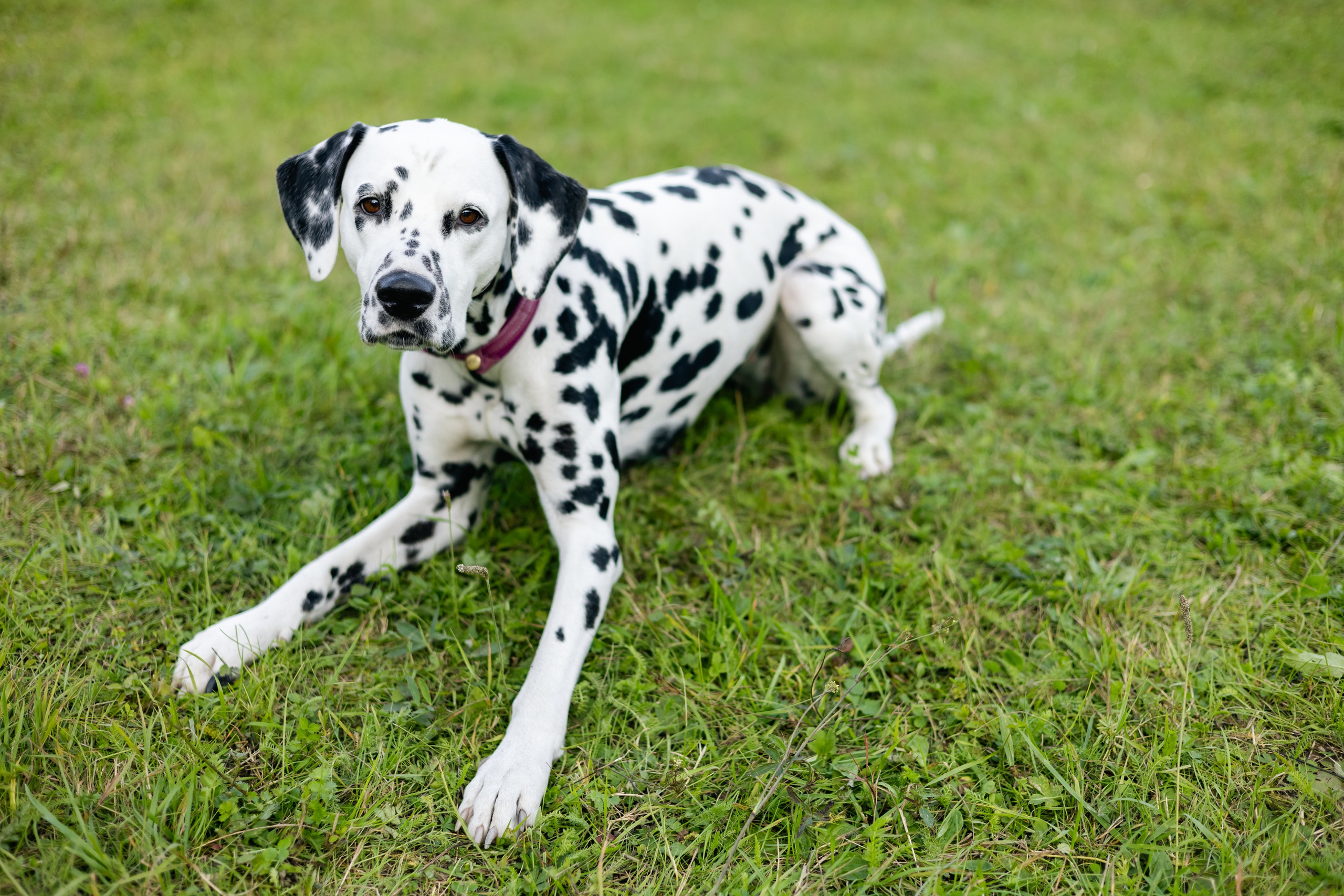 VI ОТКРЫТЫЕ КИНОЛОГИЧЕСКИЕ СОРЕВНОВАНИЯ. ЧЕЛЯБИНСКАЯ ОБЛАСТЬ 2025. Репортажный фотограф Наталья Лапцевич