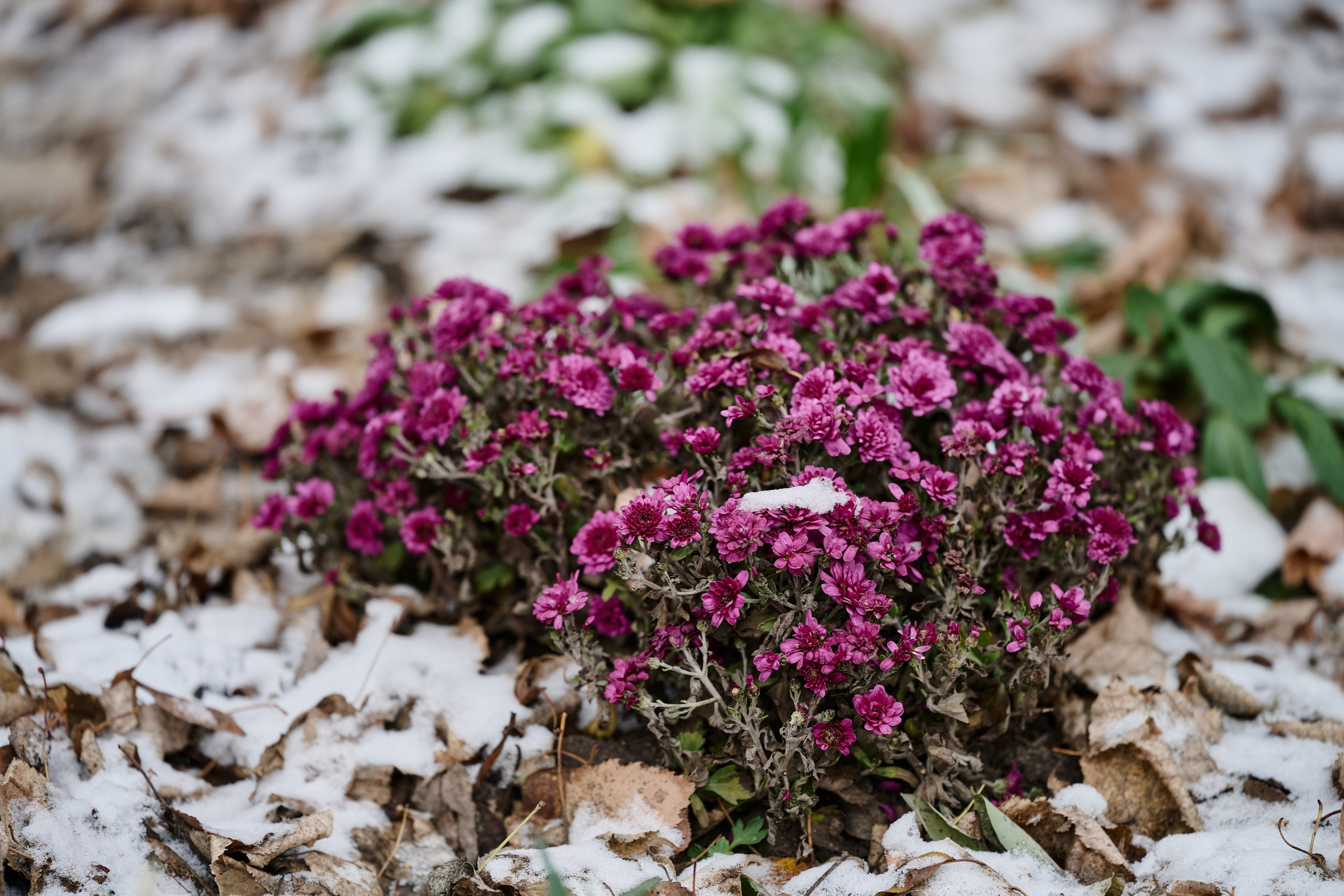 Рубежное. Декабрь 2024. Фотограф Роман Адлер
