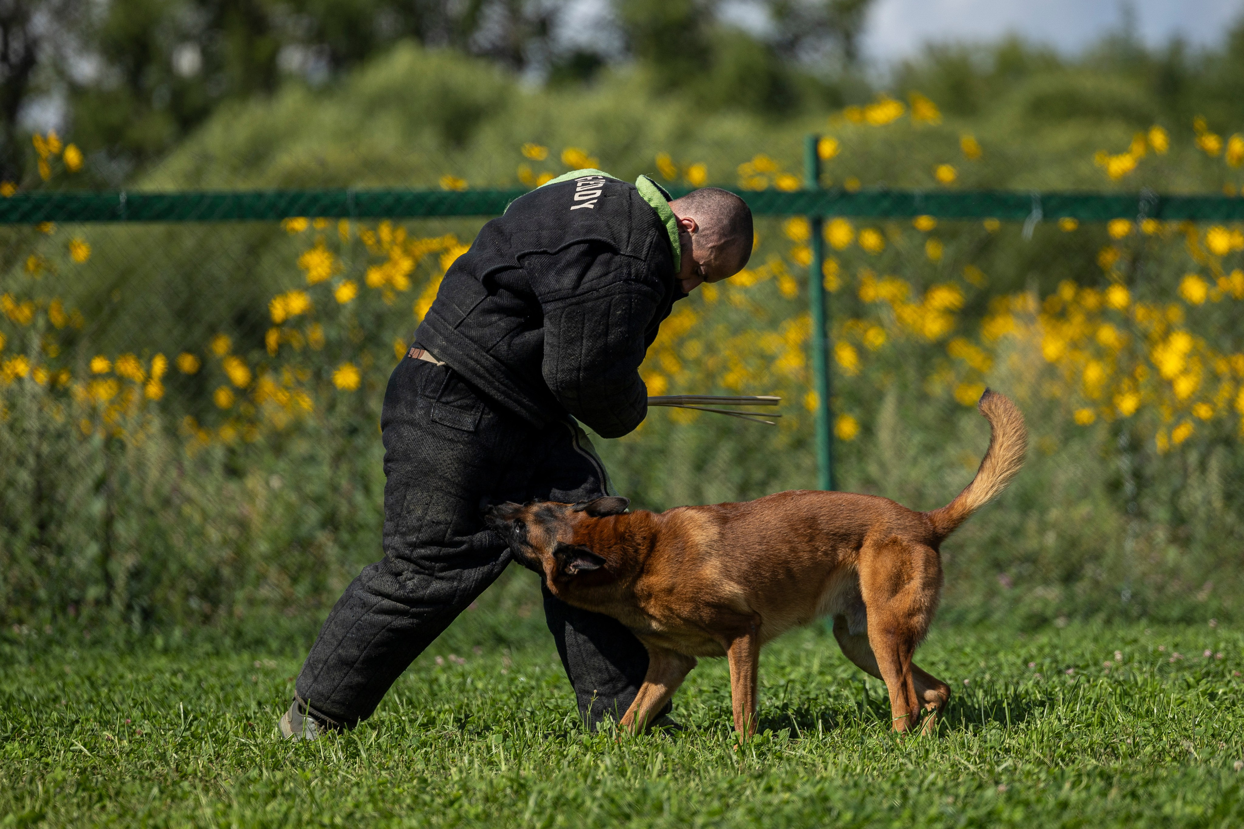 Соревнования по Мондьорингу г. Вологда 10-11.08.2024. Фотограф-анималист Анна Маринич