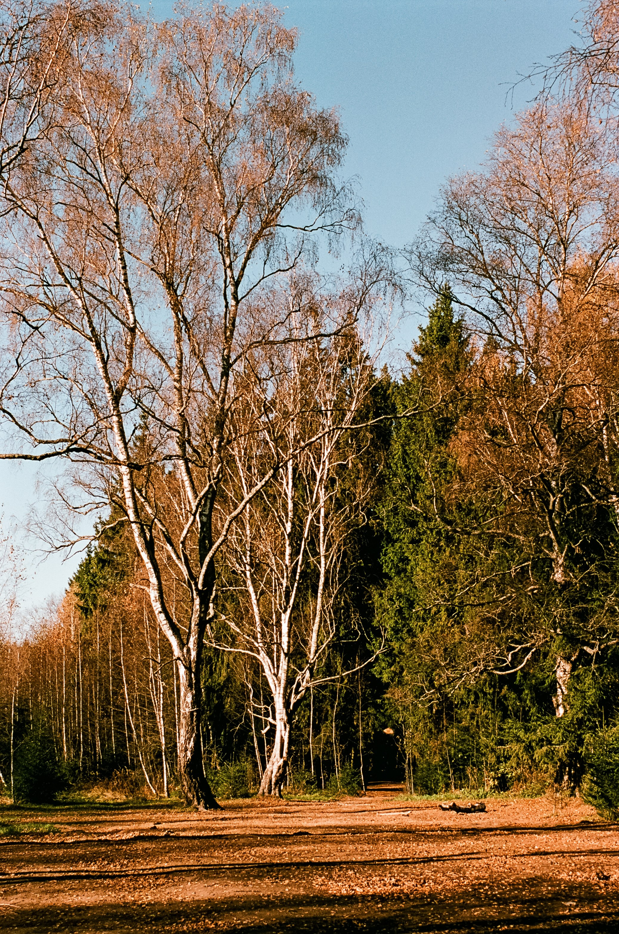 Nikon F100 — Mamiya (645) Sekor C 45 mm f2.8 и Macro 80 mm f/4