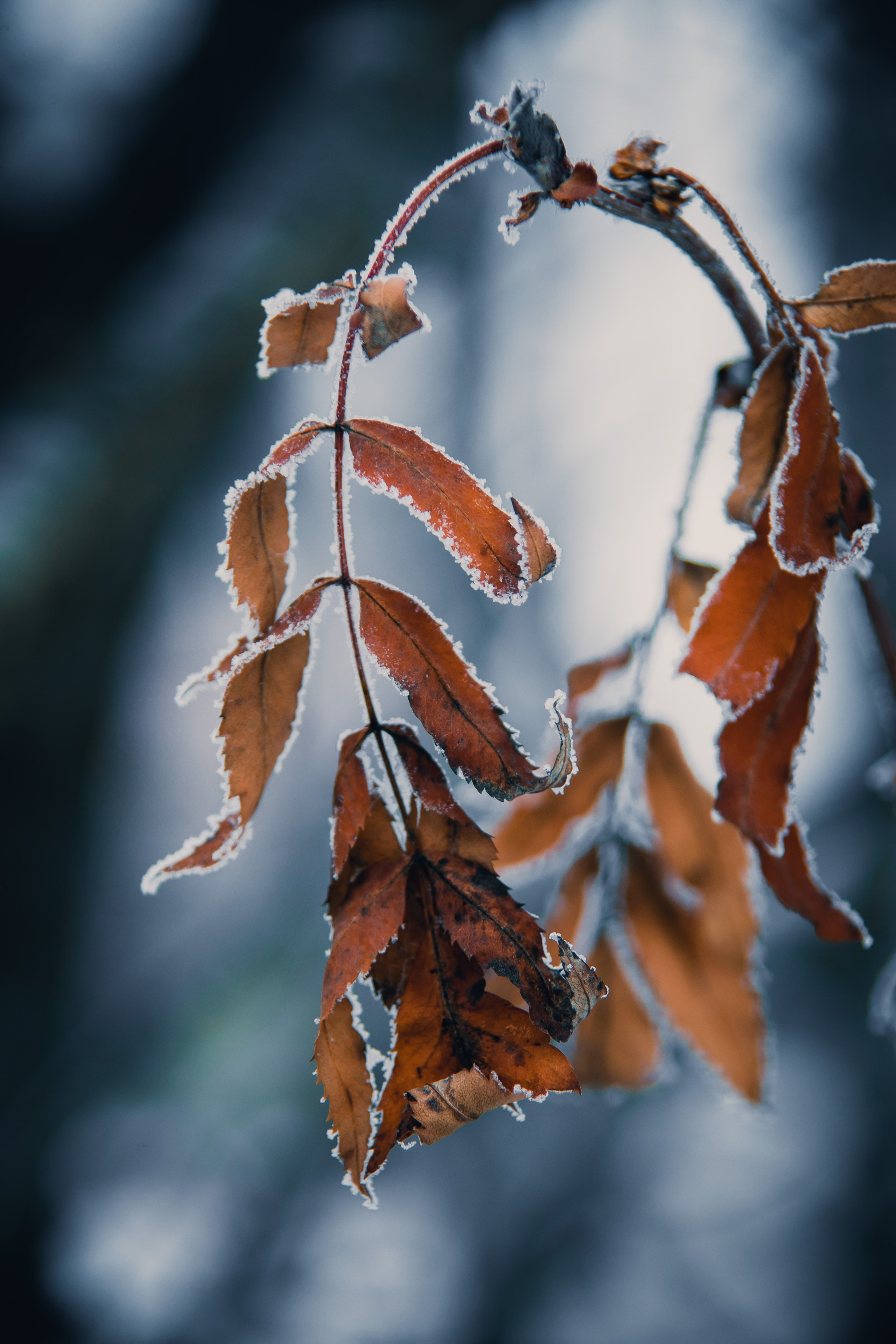 Природа. Darinishna Фэнтези-фотограф Хабаровск