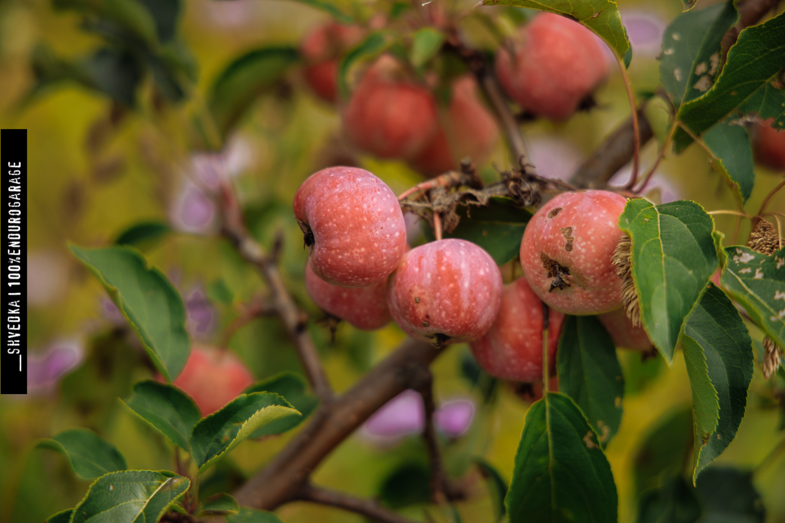 ПЕРВЫЙ ЛЕСНОЙ ДЕНЬ. Ваш экстрим фотограф Кудрева Яна