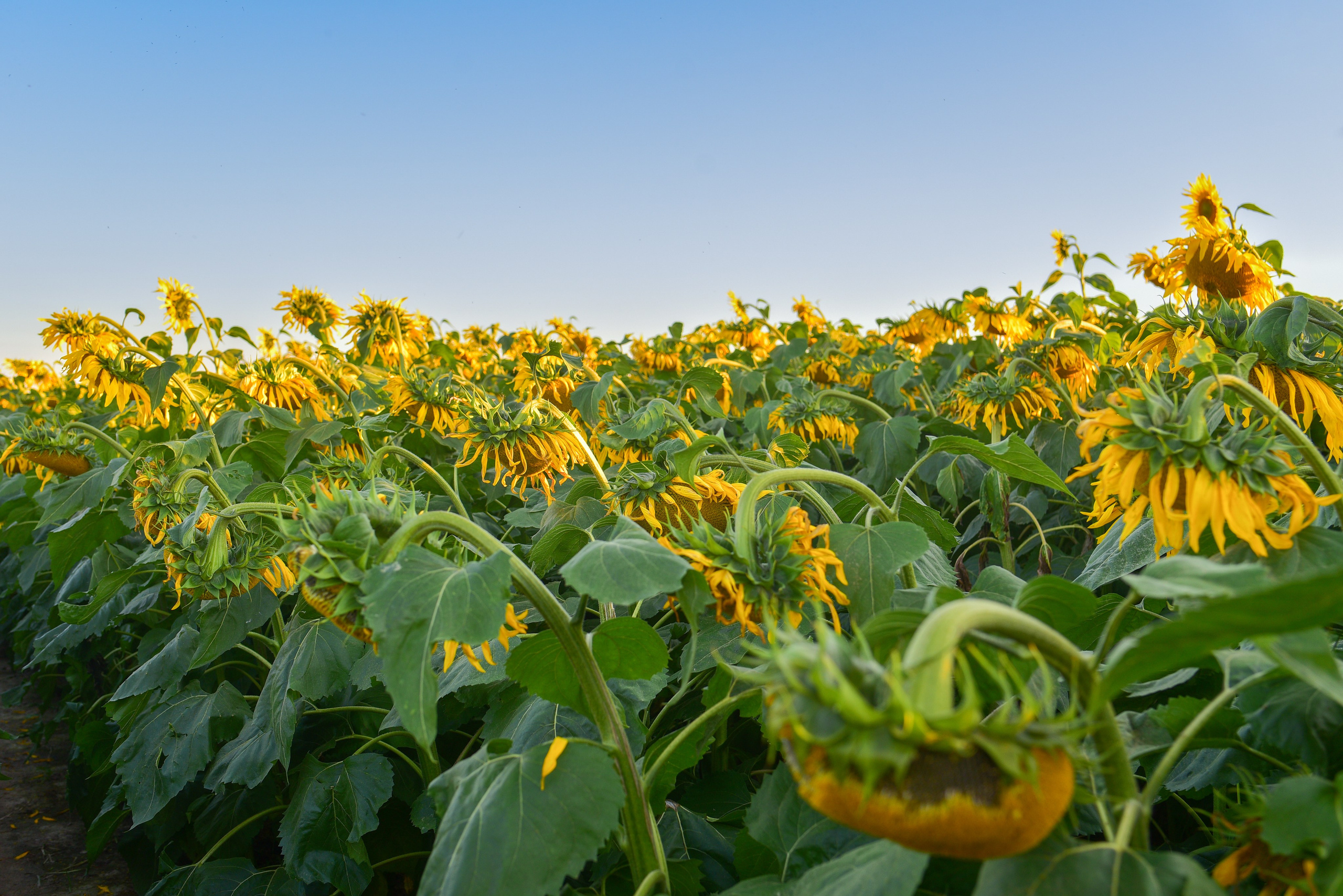 В моем портфолио вы найдете лучшие работы, которые демонстрируют мой стиль. Фотоуслуги, услуги фотографа, фотографирование важных событий