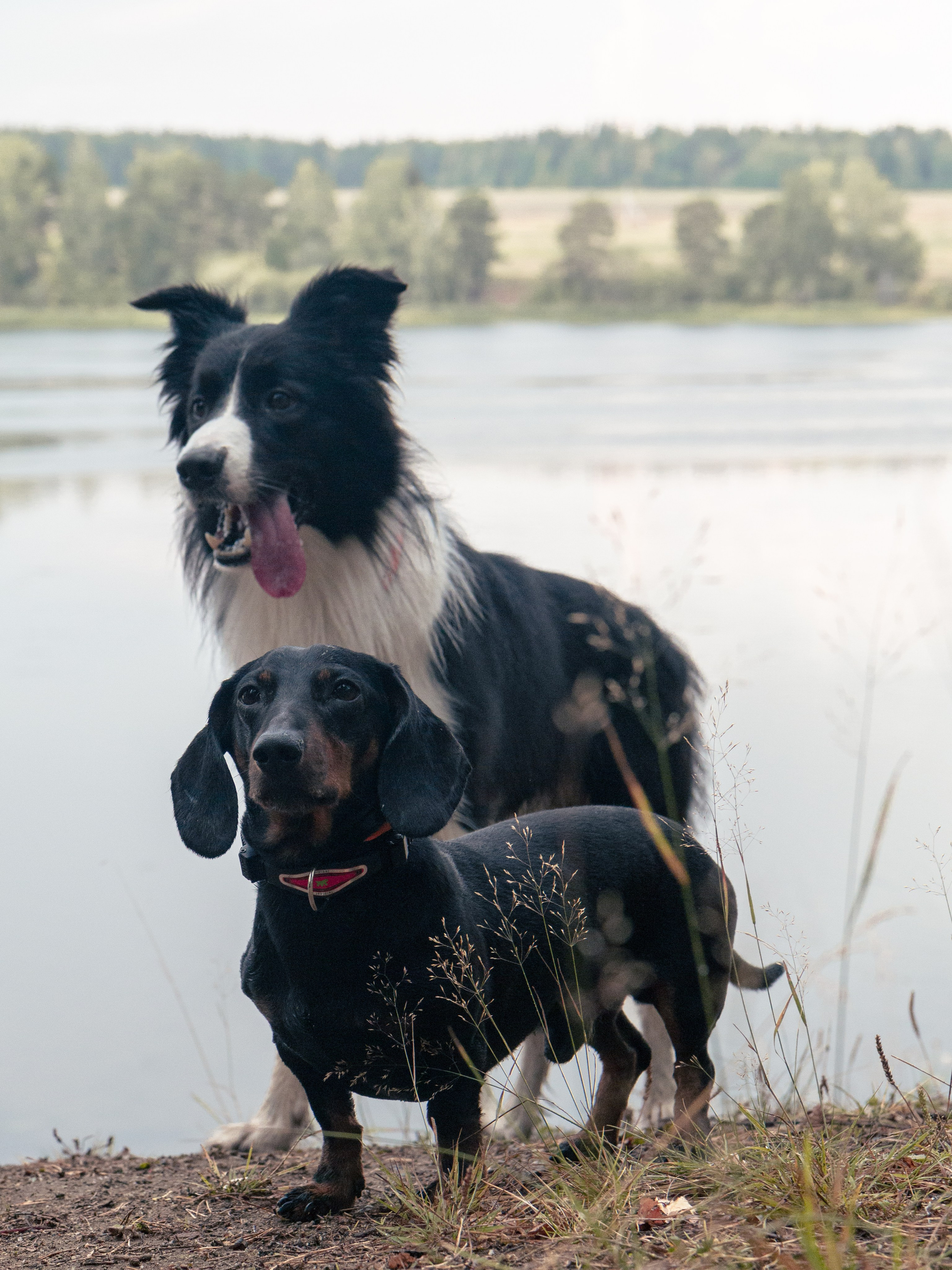 Фотосъёмка животных. Предметный и репортажный фотограф Алексей Кротов