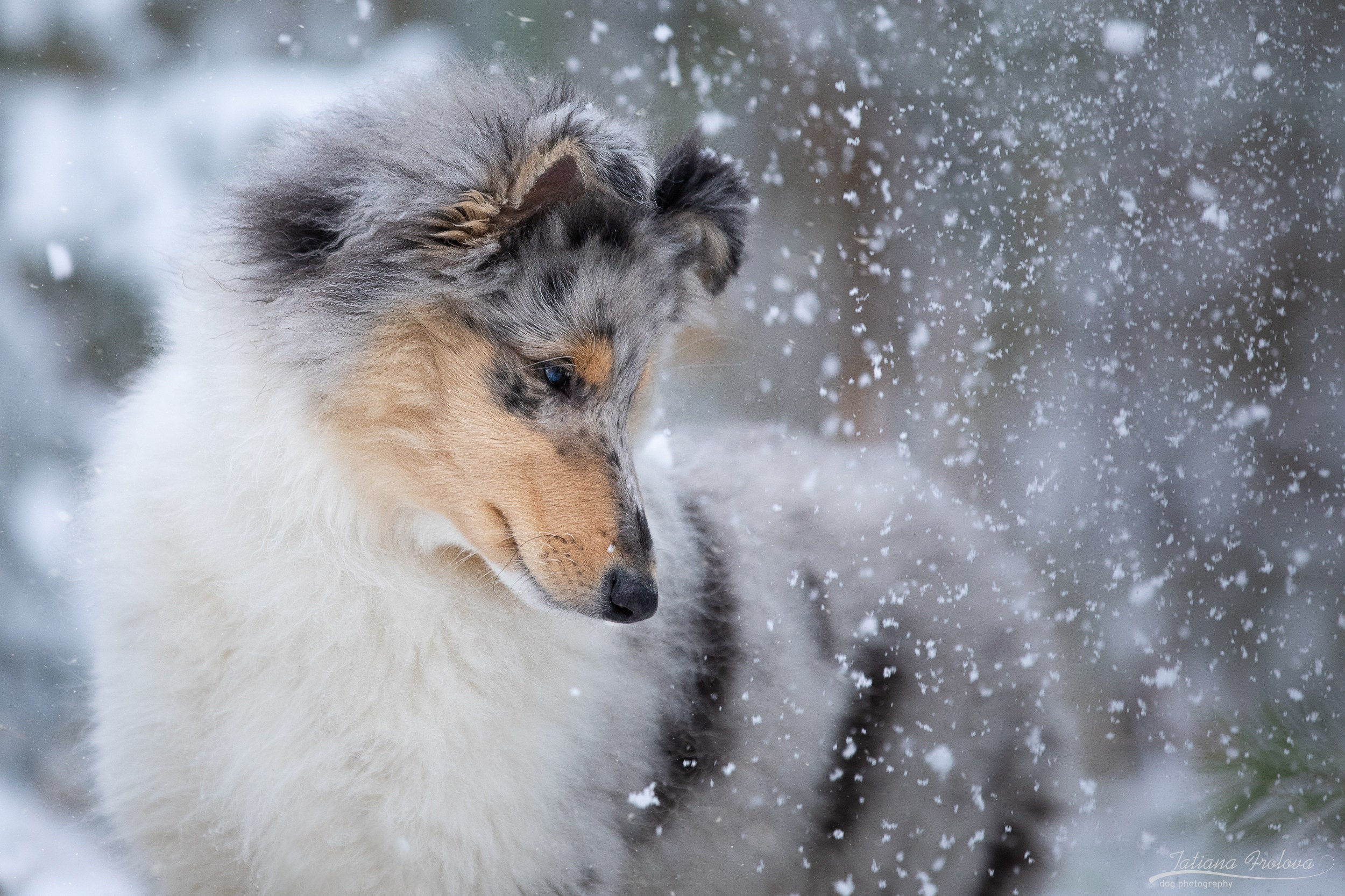 Фотосъёмка щенка колли в Пушкинском районе зимой. Фотограф-анималист в Москве и Московской области Татьяна Фролова