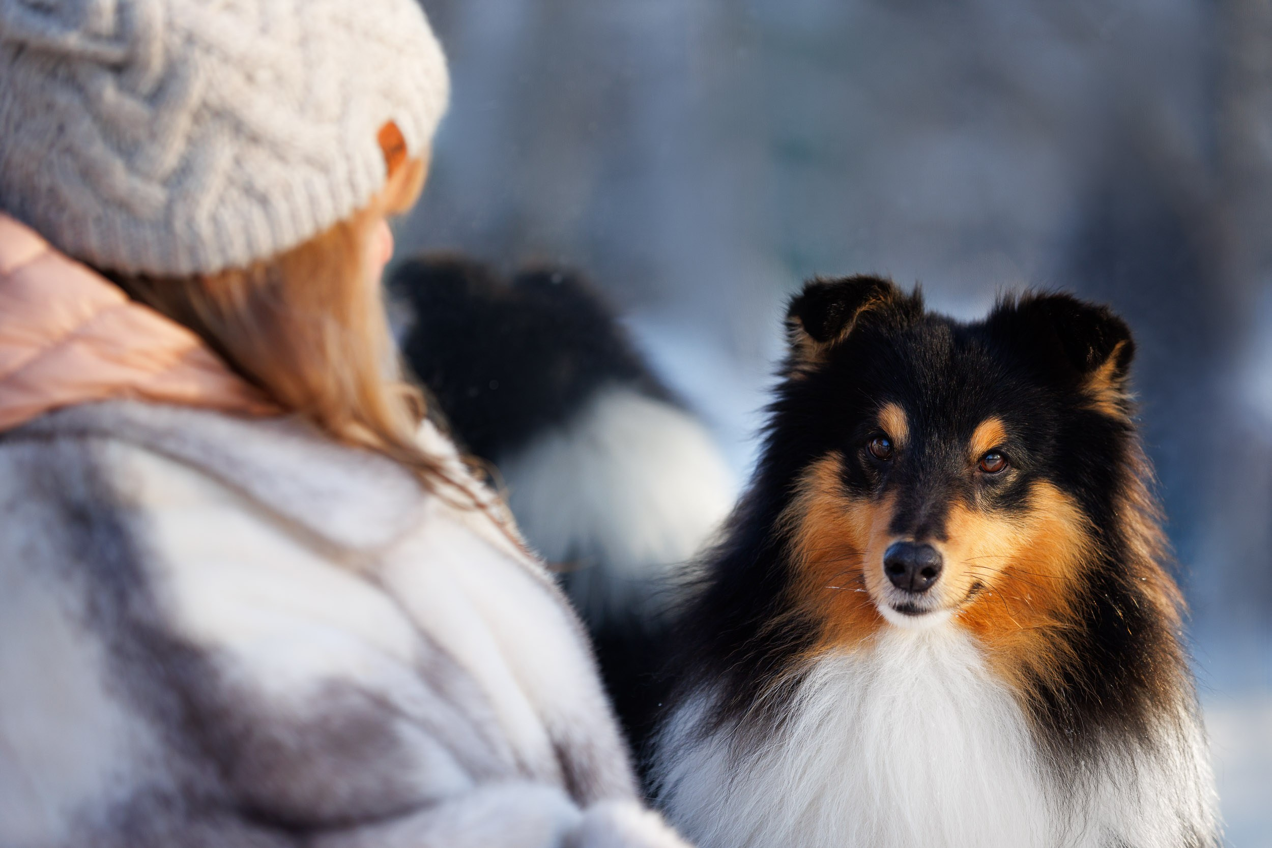 Марик и Дэн. Фотограф-анималист в Москве и Московской области Татьяна Фролова