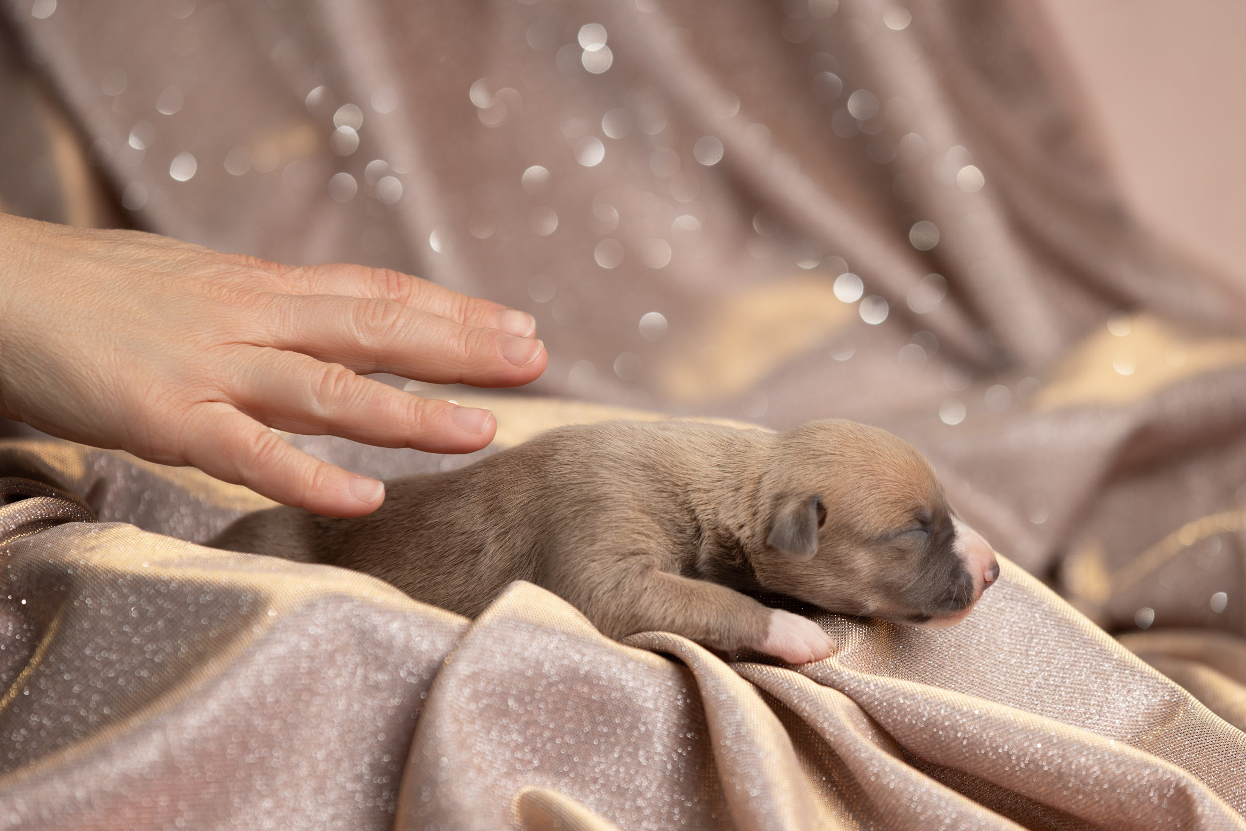 Ньюборн для щенков уиппета. Фотограф-анималист в Москве и Московской области Татьяна Фролова
