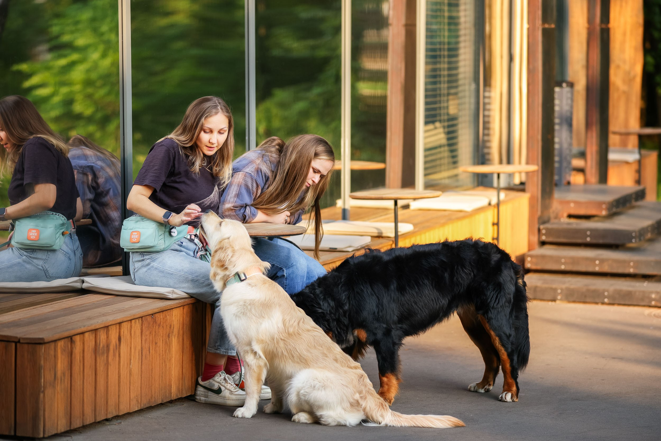 Фотопрогулка для четырех человек с собаками. Фотограф-анималист в Москве и Московской области Татьяна Фролова