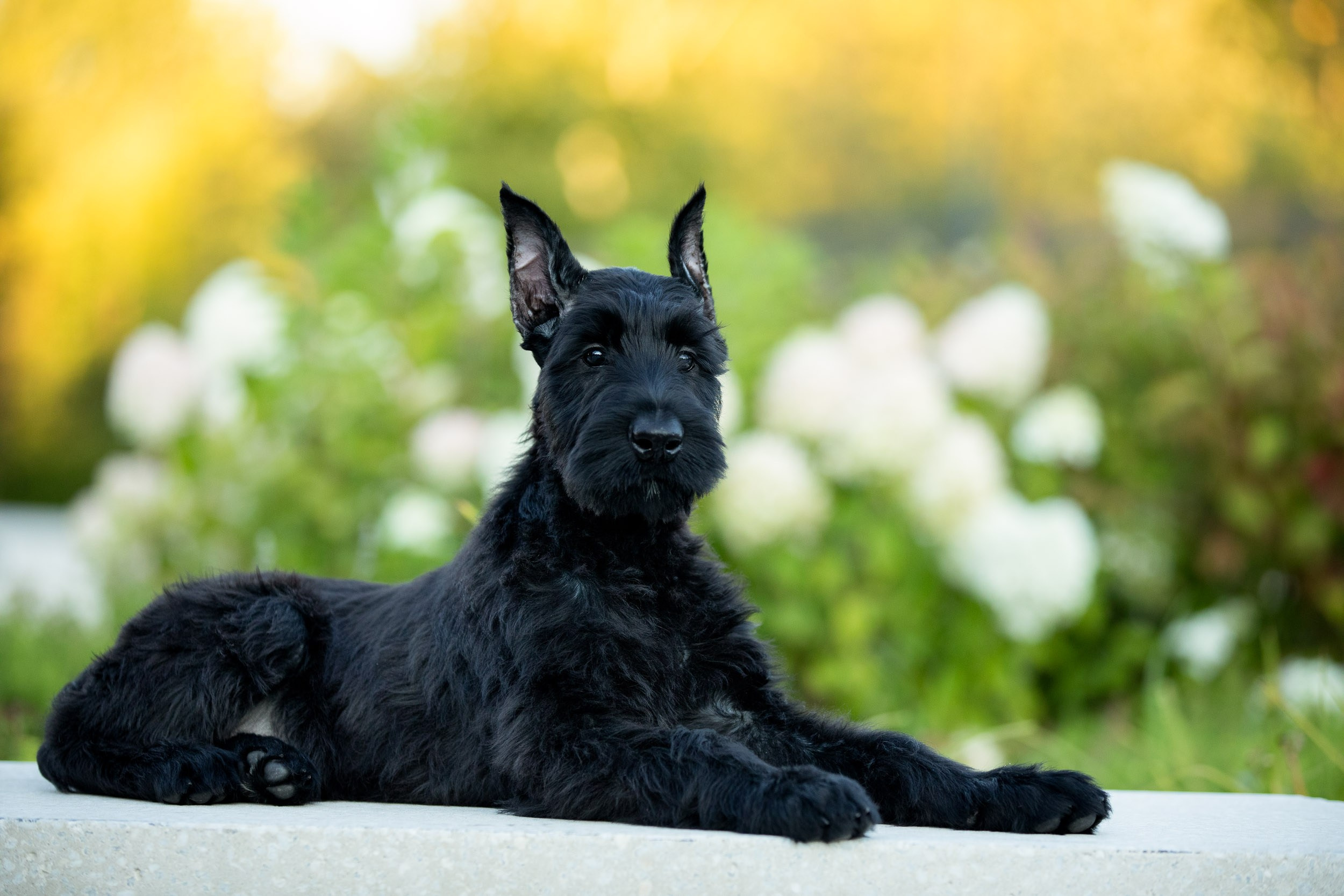 Уличная съемка щенков ризеншнауцера. Фотограф-анималист в Москве и Московской области Татьяна Фролова