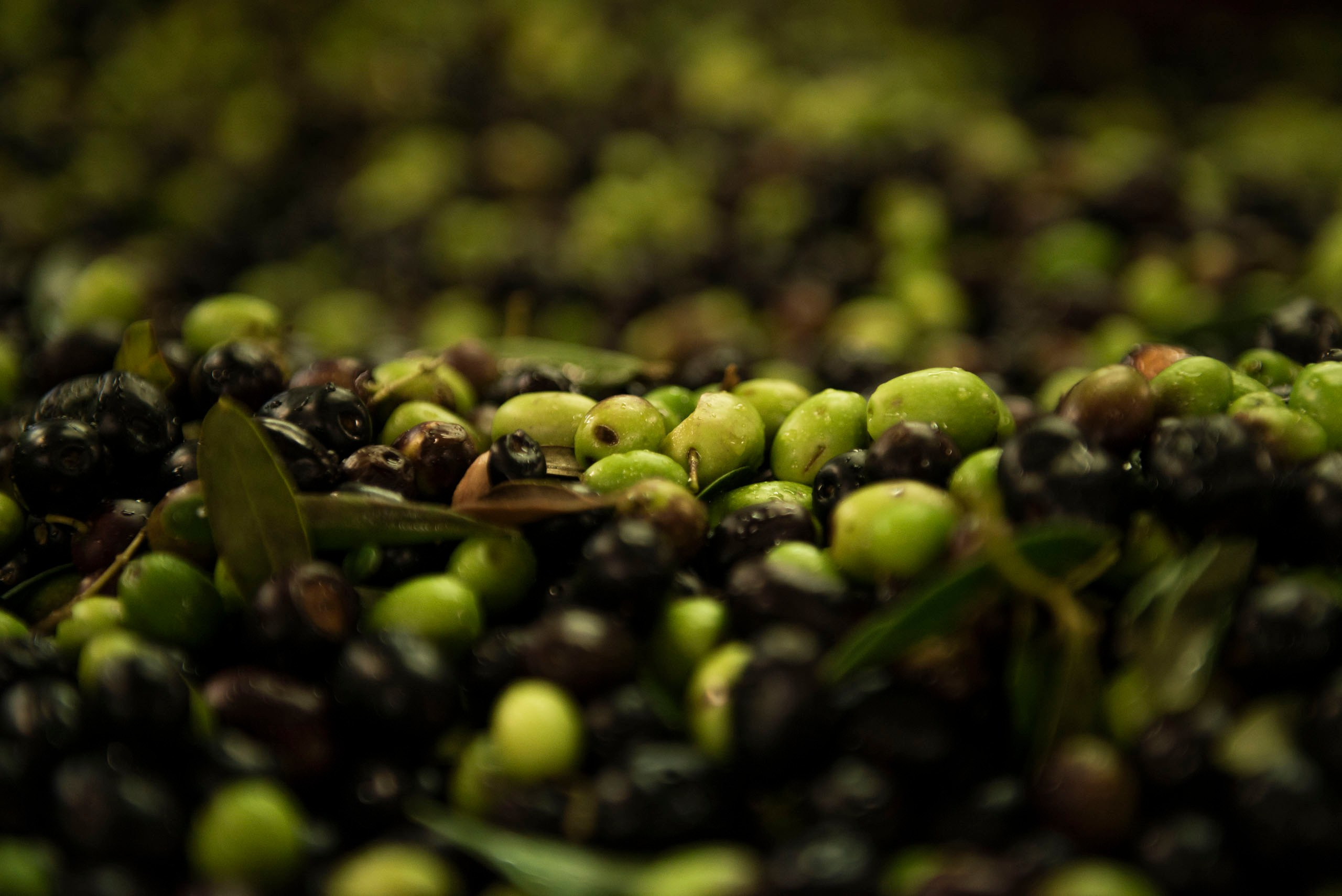 Капля Тосканы — фотопроект о маслобойне Frantoio Tistarelli и семье, создающей оливковое масло