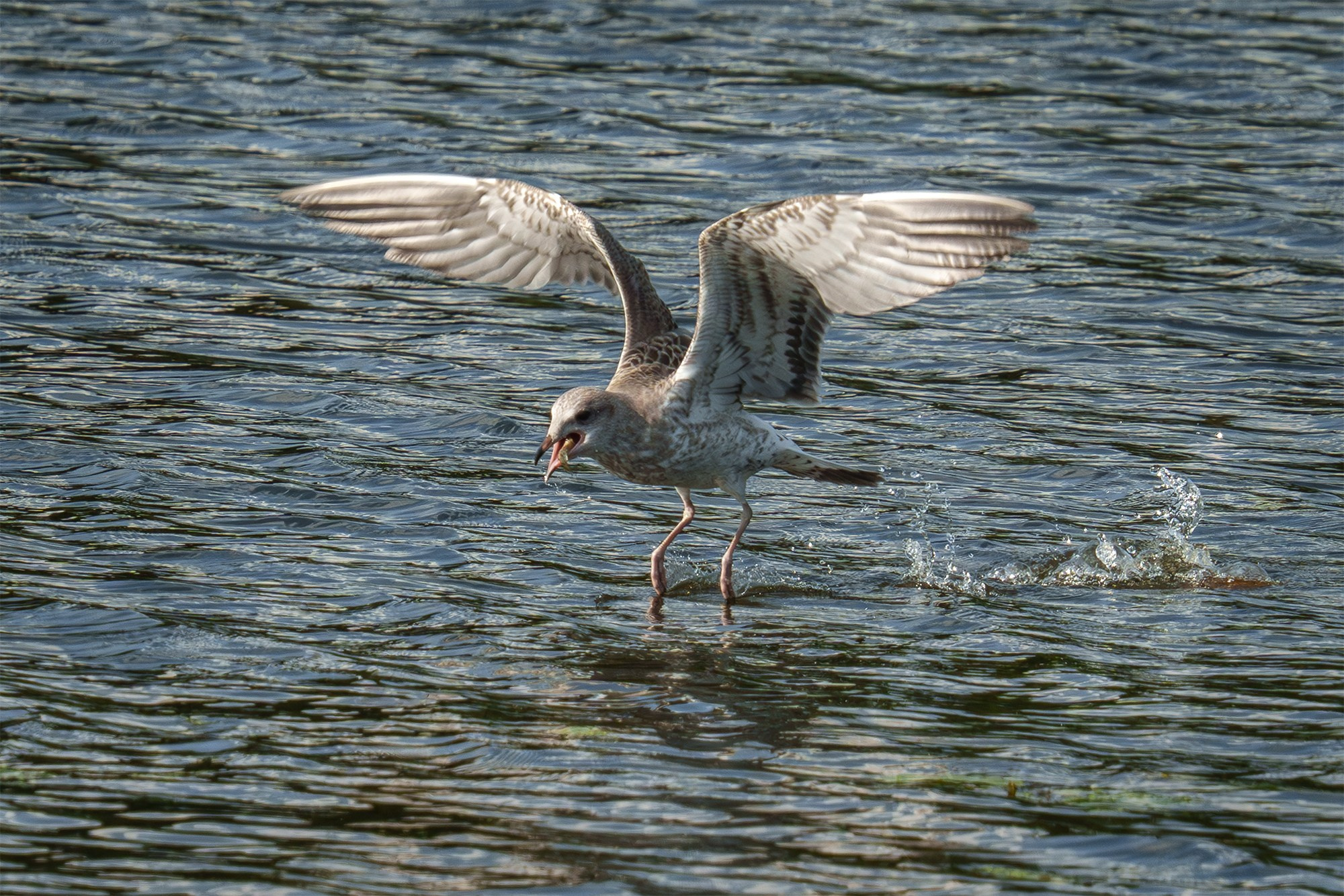 Удивительные мир птиц. Вокруг нас столько прекрасного — присмотритесь!. Ваш личный фотограф Марина Волкова