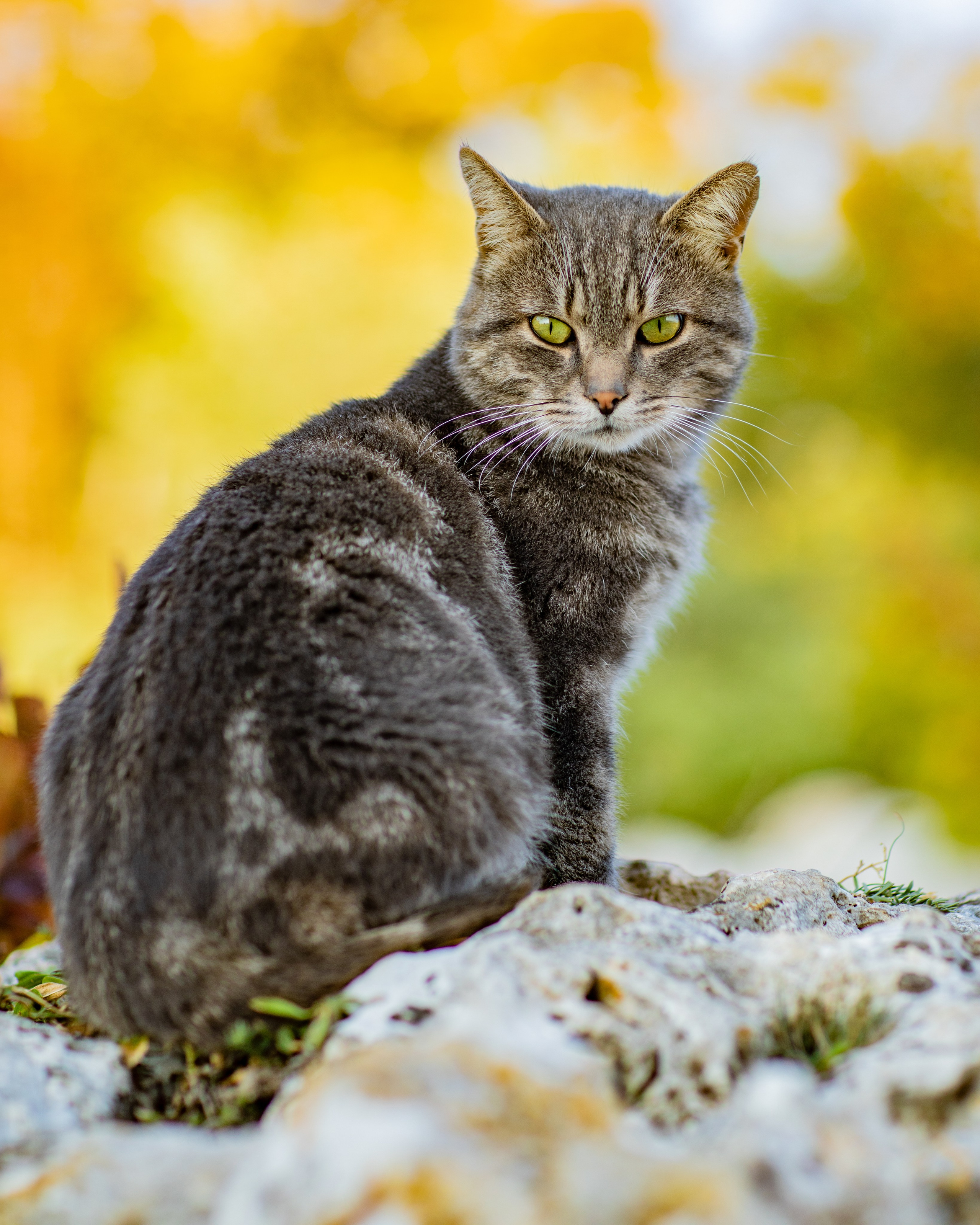 ШУЛДАН. Фотограф Севастополь/Крым Светлана Евтушенко