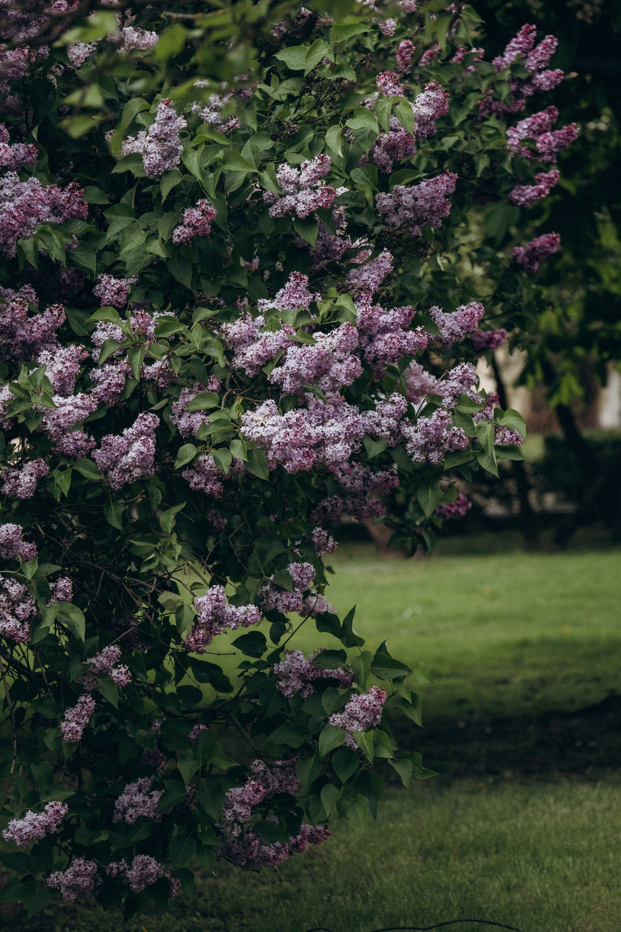 ПРОГУЛКА В МИНСКЕ. Профессиональный фотограф, Санкт-Петербург — Виктория Богомолова