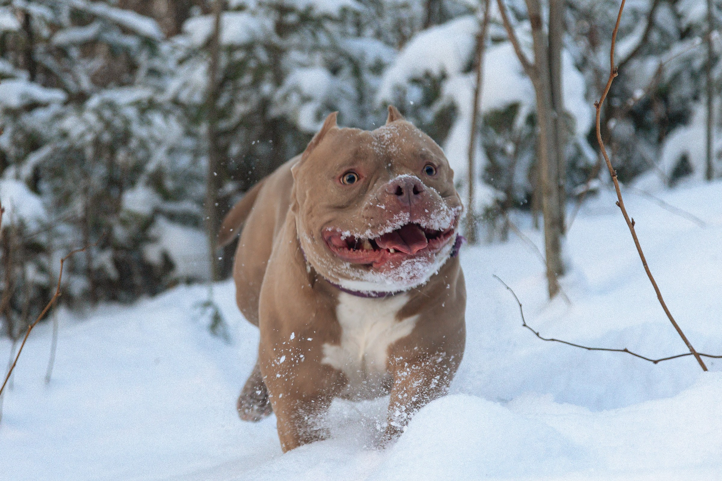 Американский булли Тесла. Htykk_photo