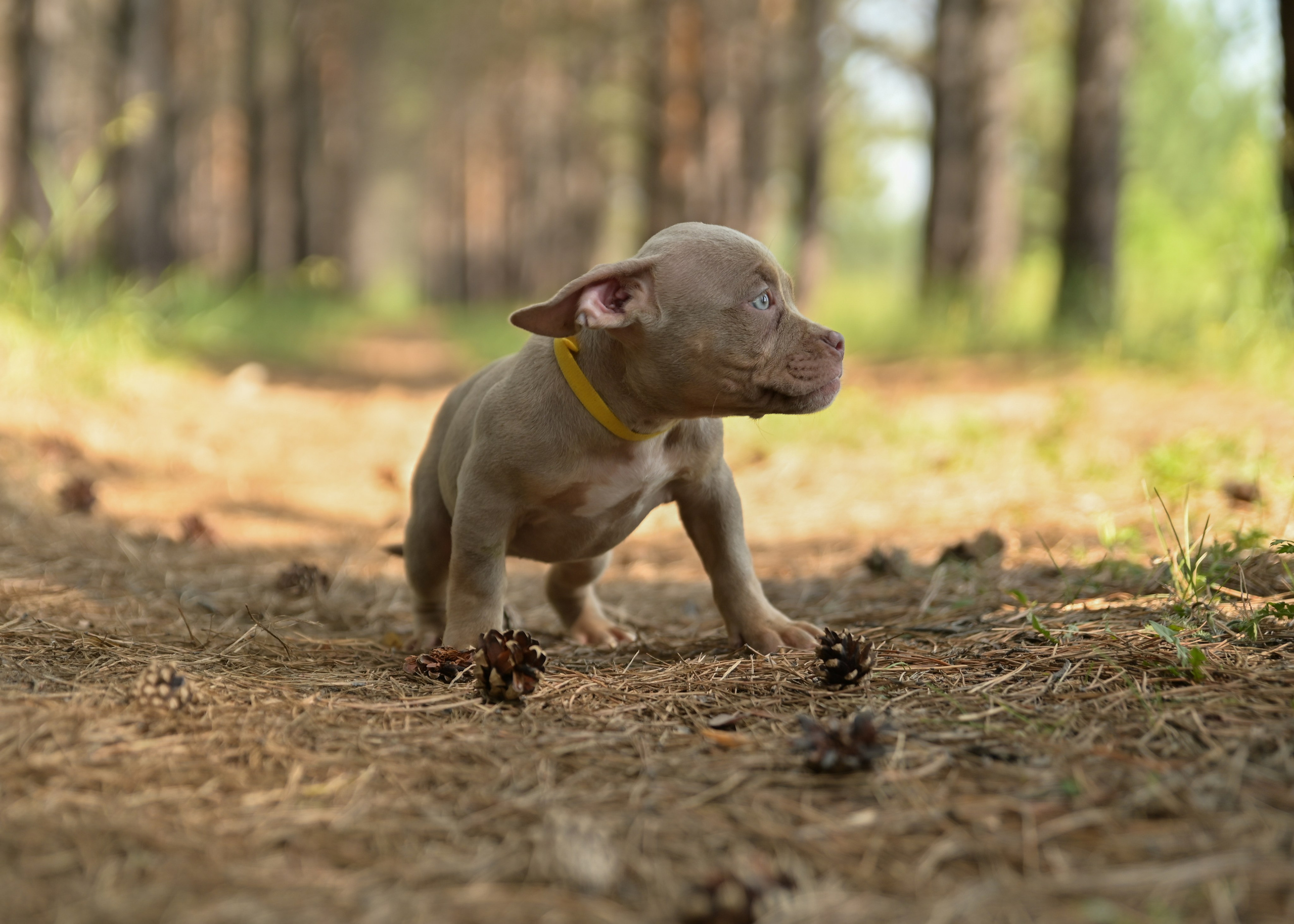 Свободные щенки Американский Булли в Иркутске. Питомник собак Иркутск