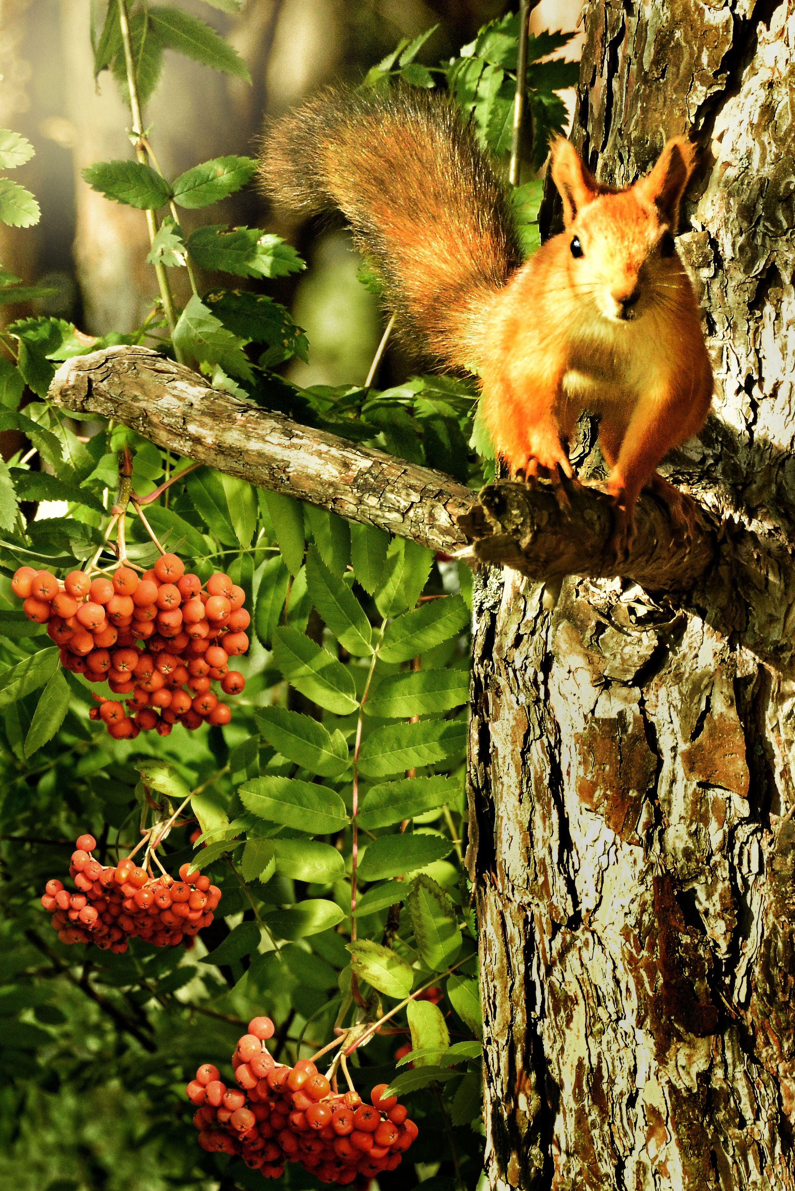 Природа. Главная