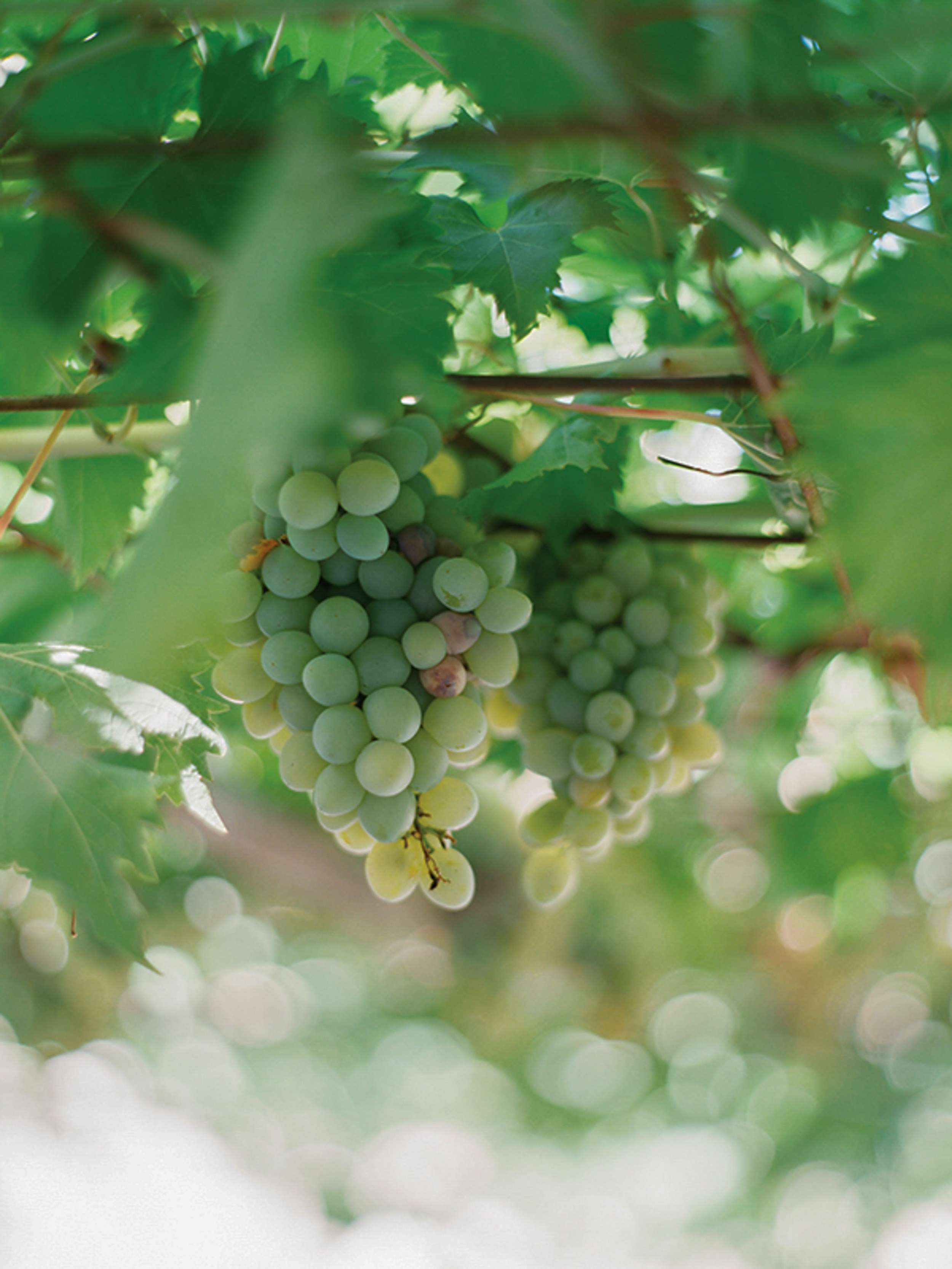 Свадьба в Черногории. Изящная фотография | Ксения Милушкина