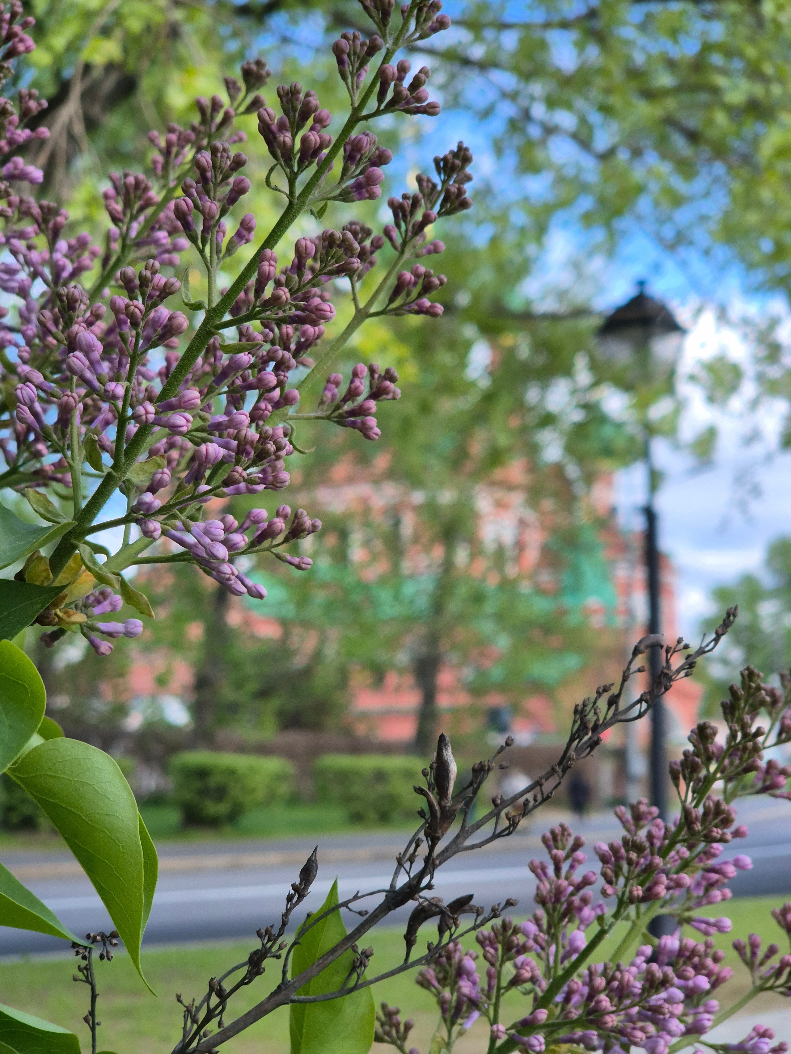 Сирень цветет