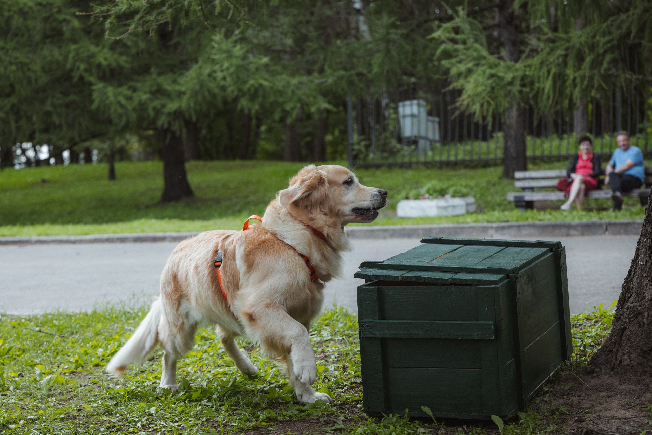 День Фронтовой Собаки (поисково-спасательные собаки). Фотограф Ирина Астор