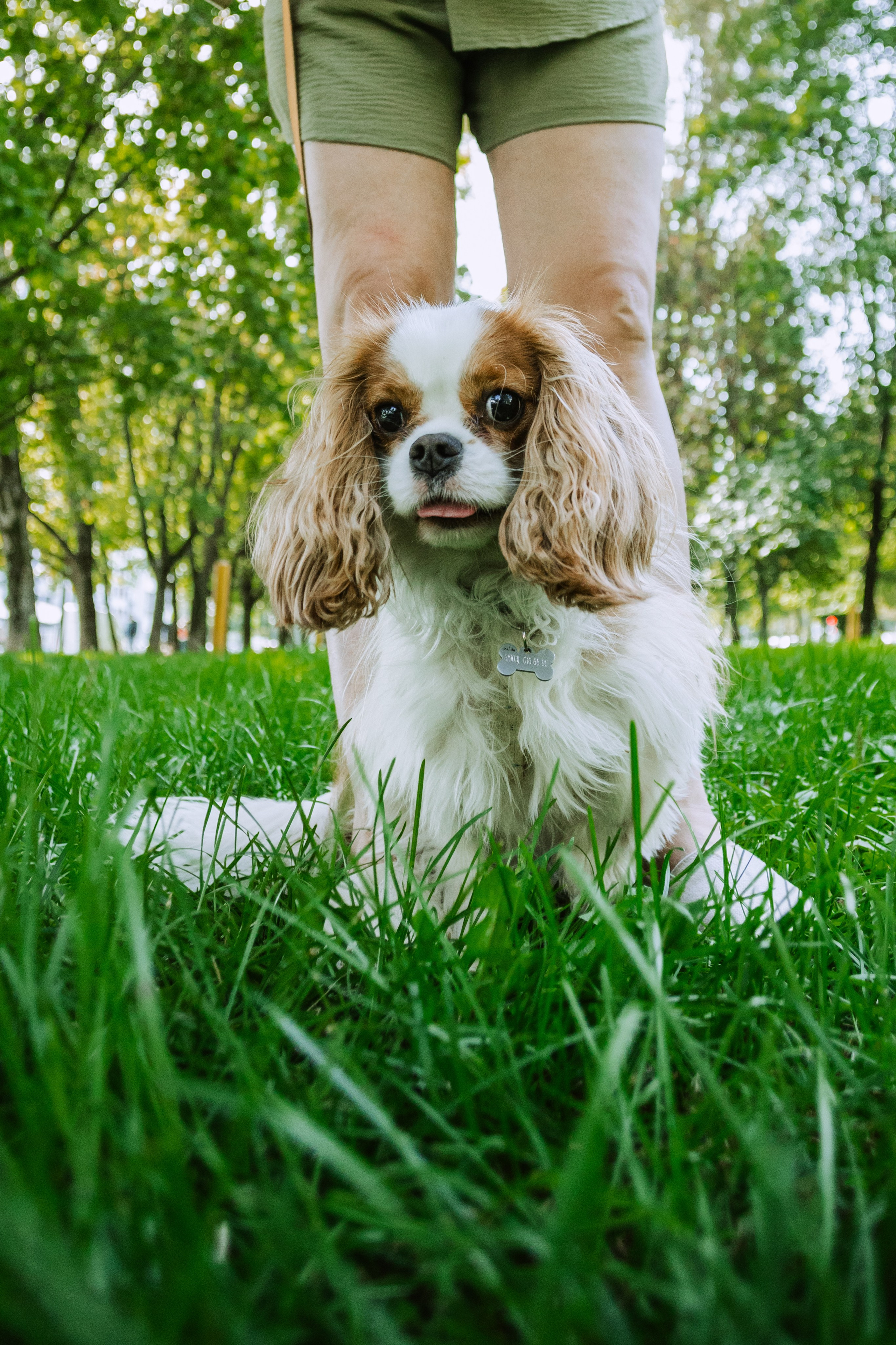 Фотопрогулка на бульваре. Фотограф-анималист Татьяна Степанова