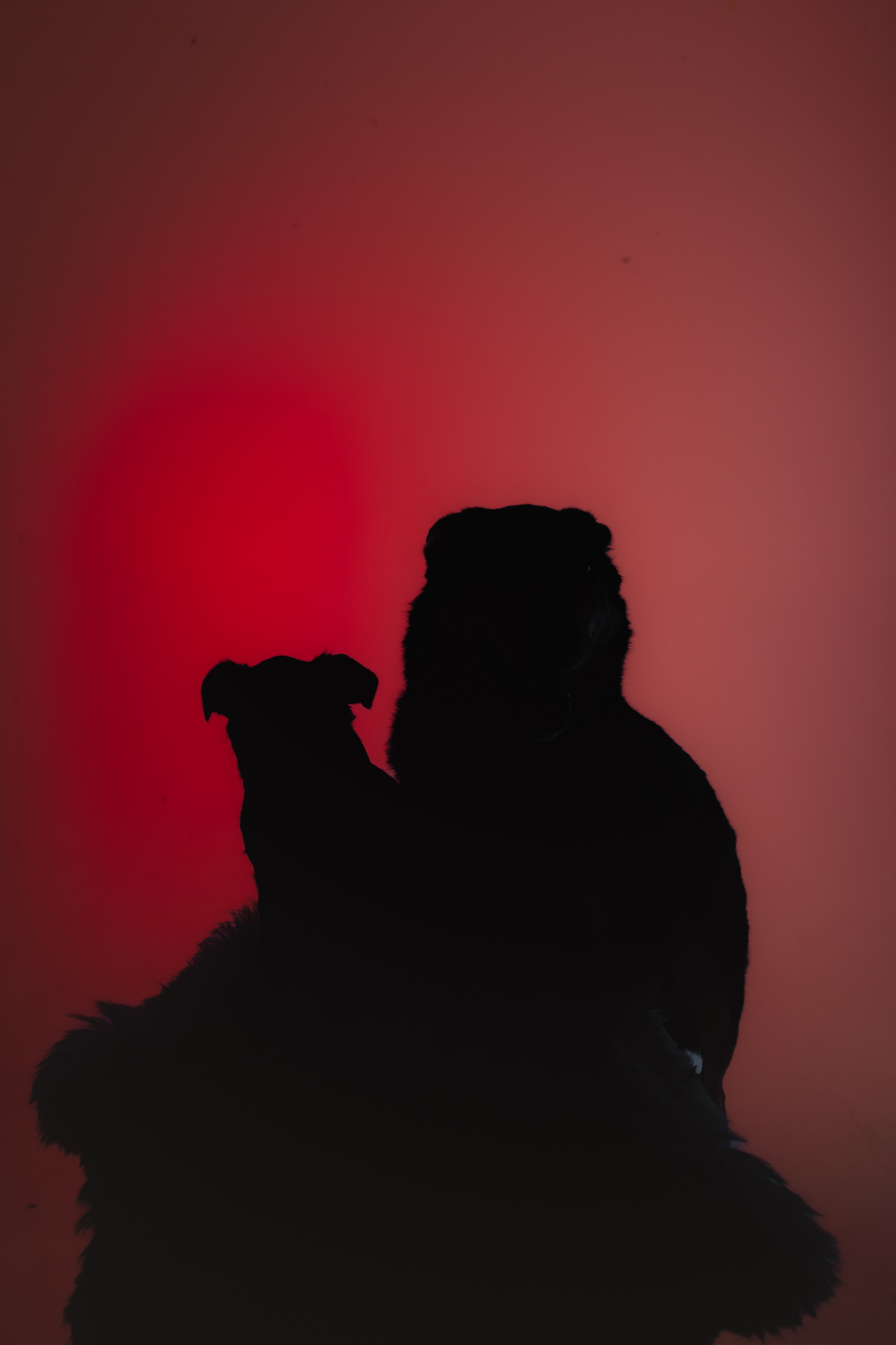 Студийная фотосессия с цветным светом. Фотограф-анималист Татьяна Степанова