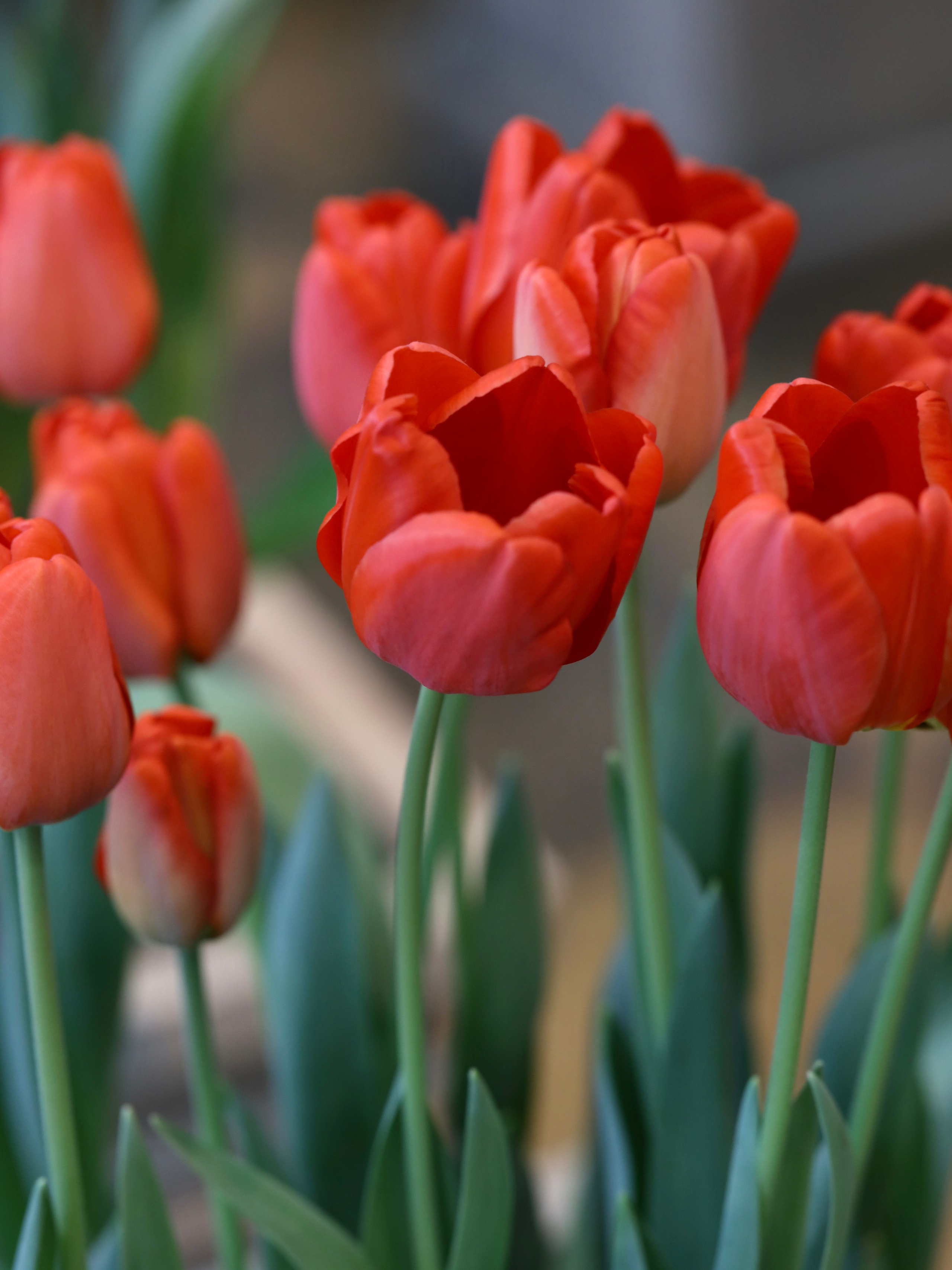 Весенние цветы. Фотосессии и репортаж — Фотограф в Москве — Рина Серёгина