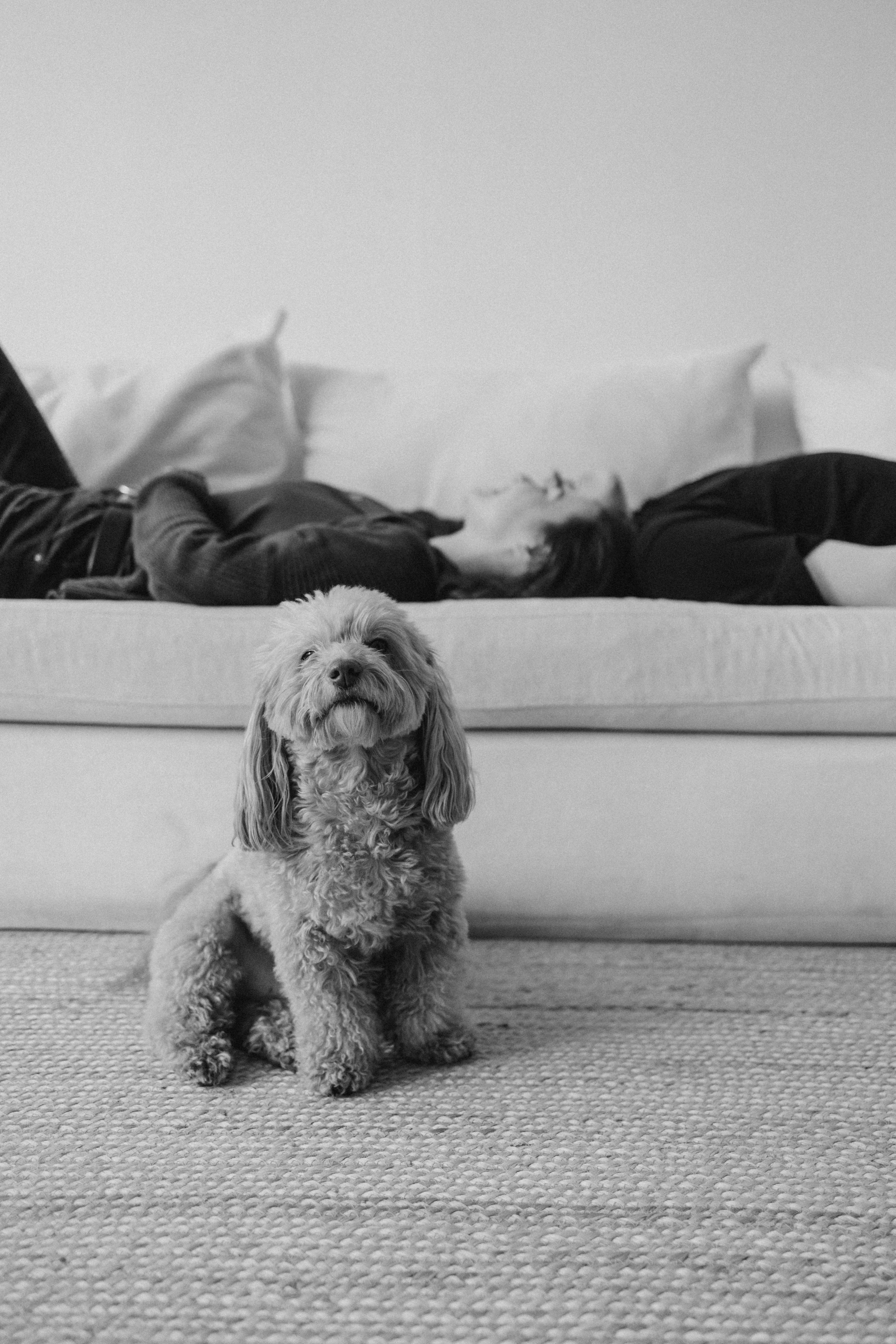 Шкипер и его семья. Фотограф — Анималист | Санкт-Петербург