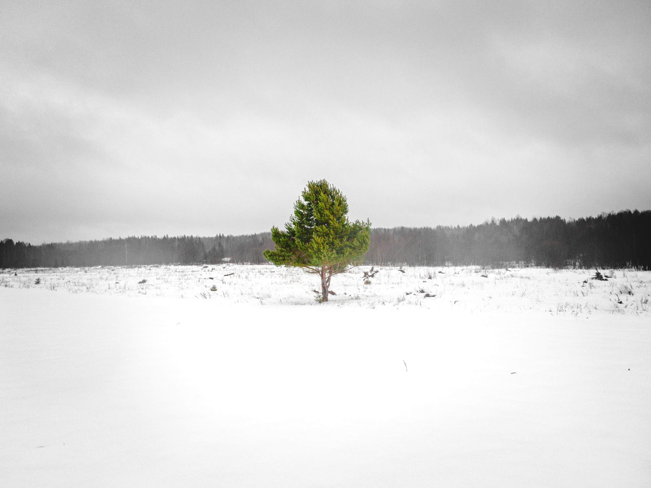 Одинокое дерево зимой
