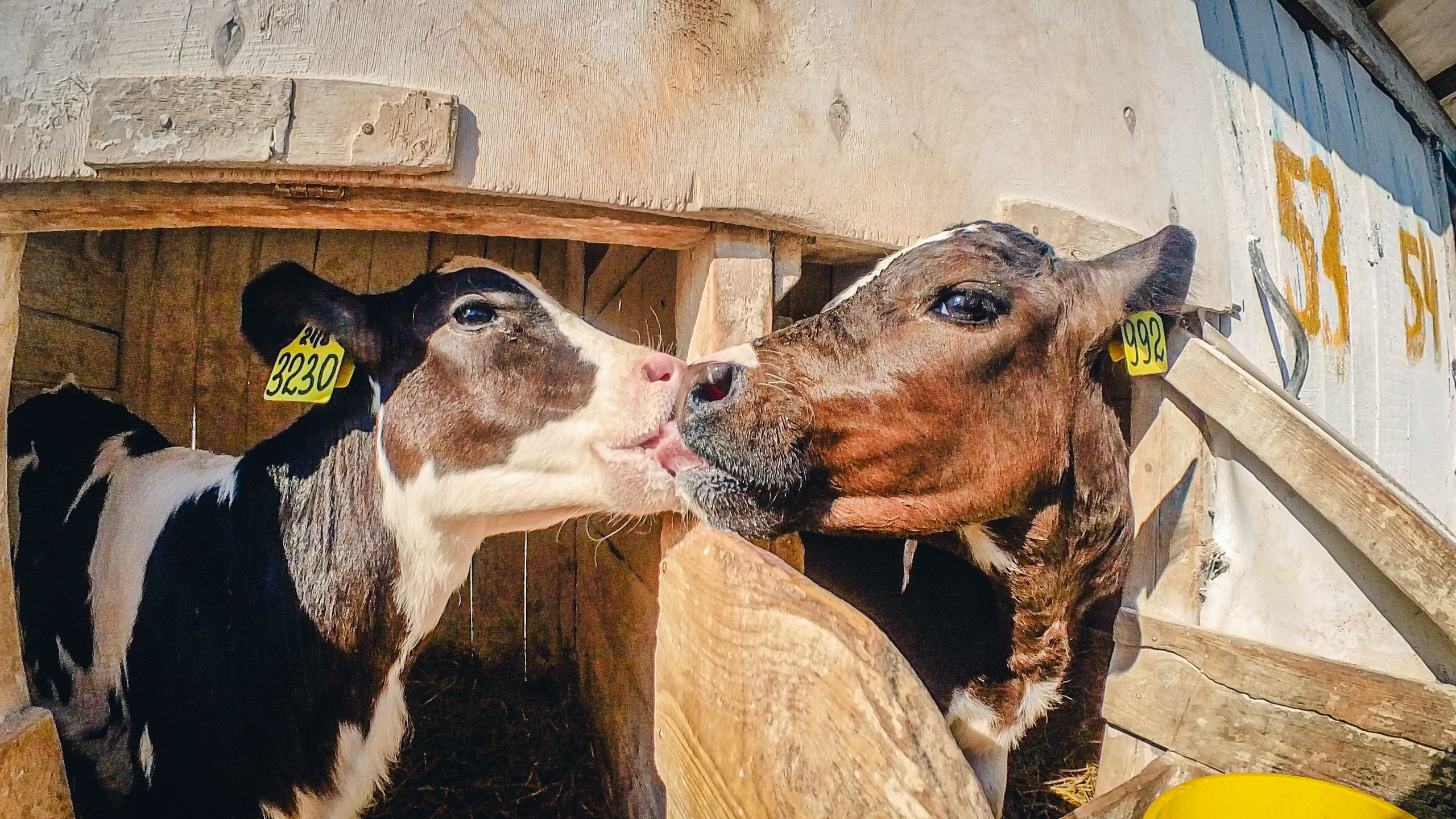 Телята слизывают молоко при кормлении