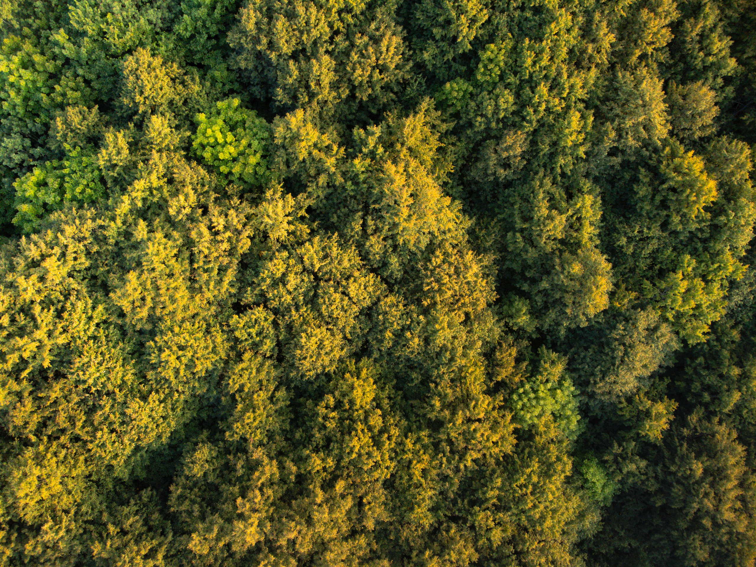 Переславль - Залесский, Загородный клуб "ОЗЕРО", Плещеево озеро, национальный парк, небо, трава, лето, лес