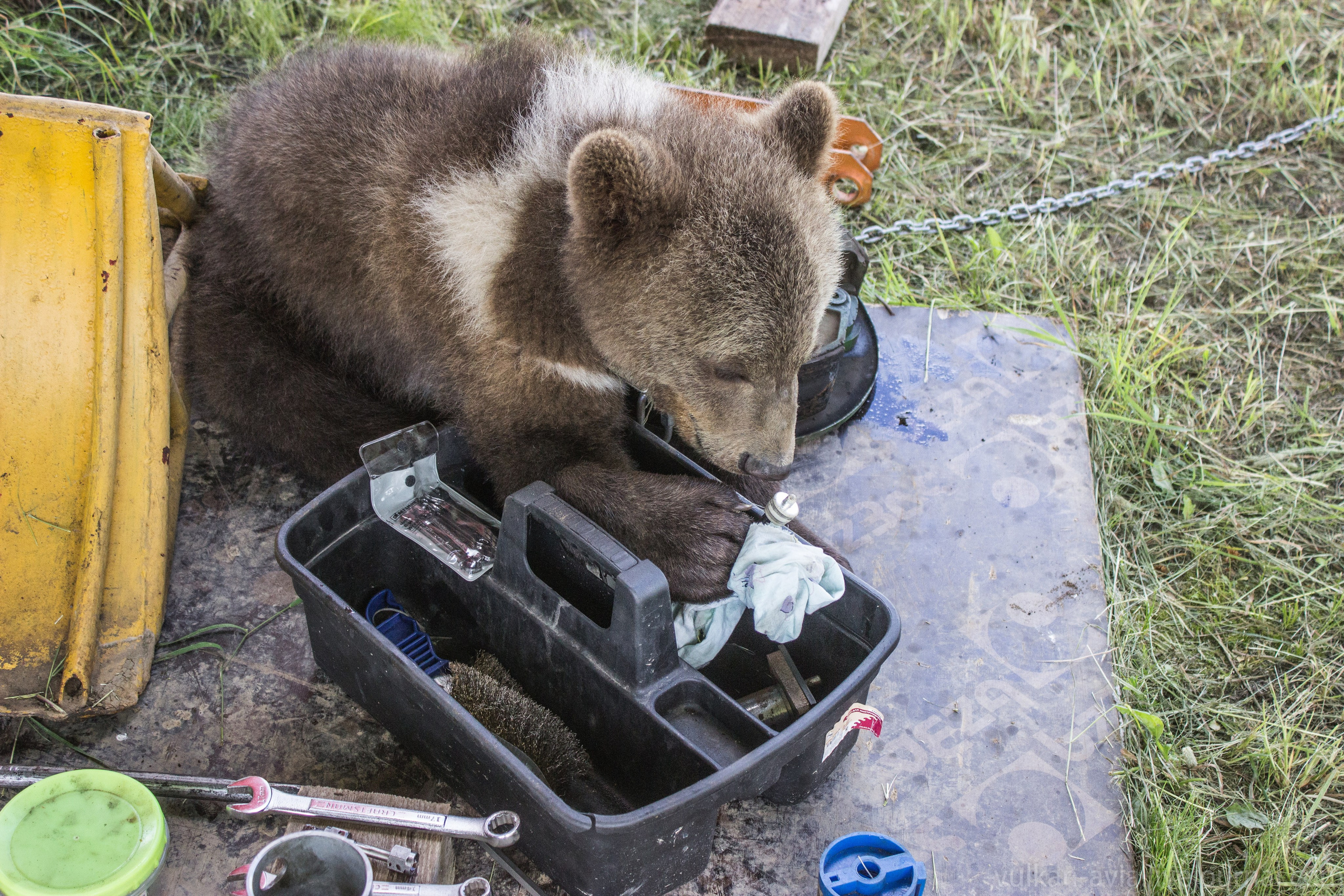 Медведь Мансур. Фотоальбом показывающий увлекательный мир авиации и мир медведей Андрея Иванова