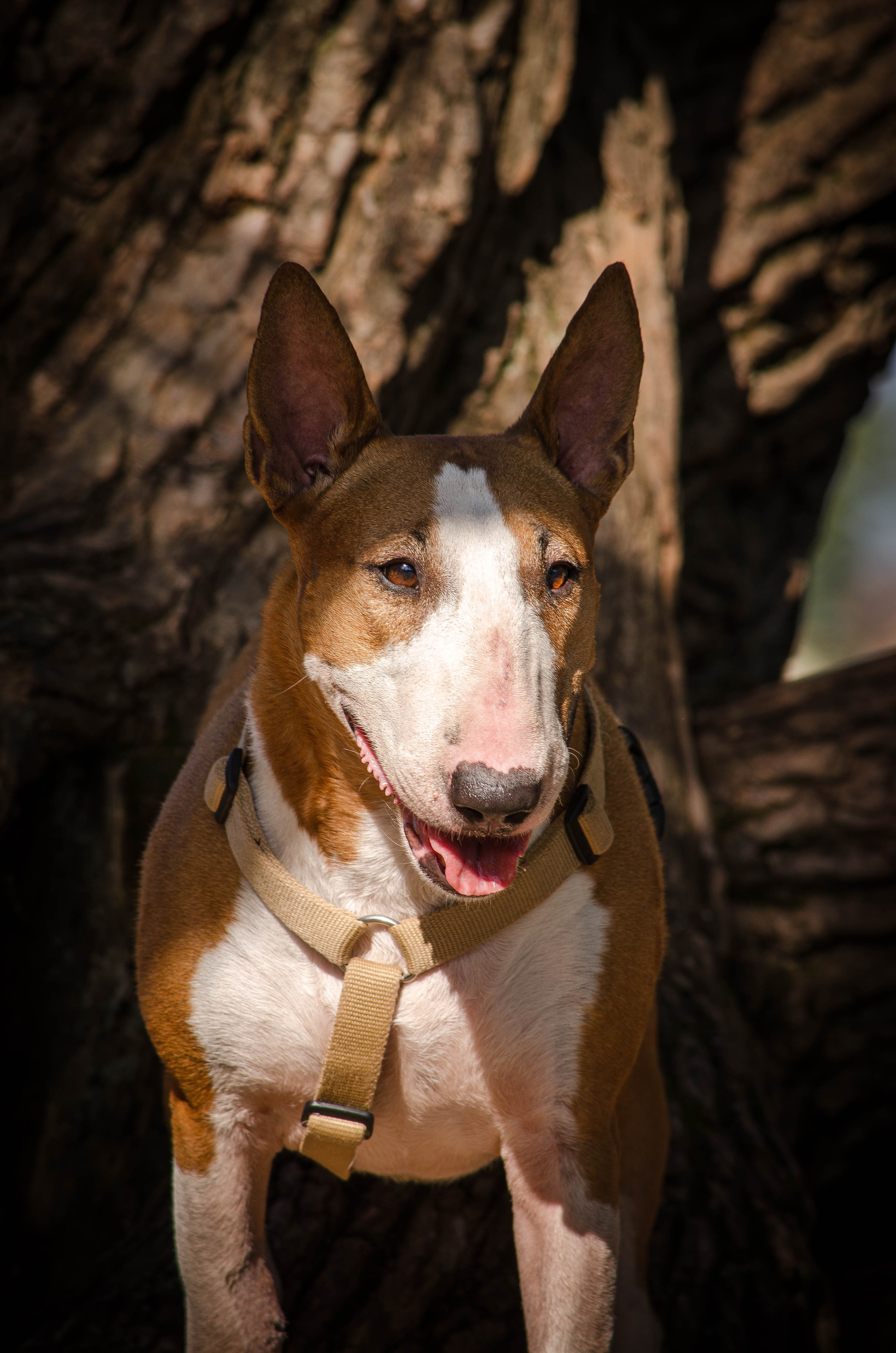 Пуля. Фотограф Светлана Блинова, Москва и Московская область