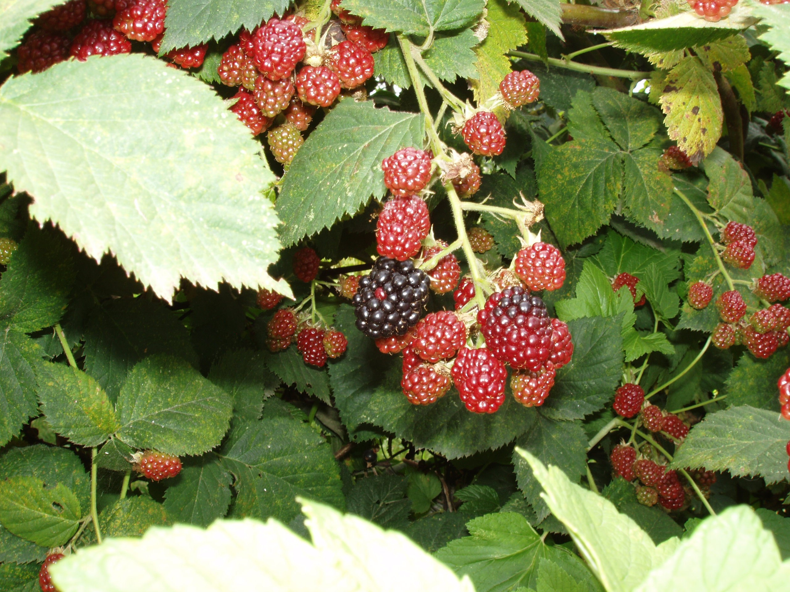 Отпуск 20.07-17.08. Семейный, Свадебный фотограф СПБ Питер— Романова Екатерина