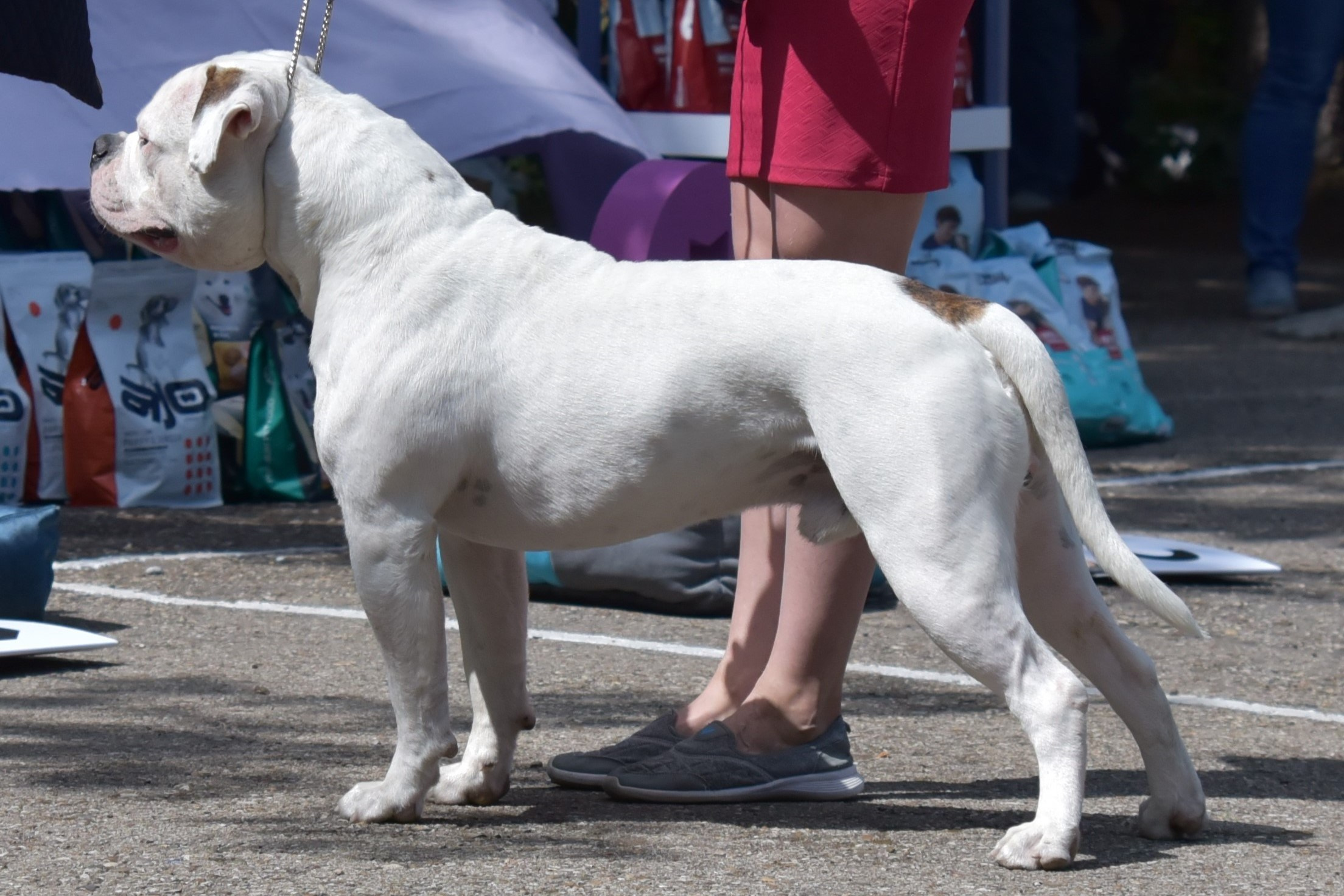 Репортаж с выставки собак
