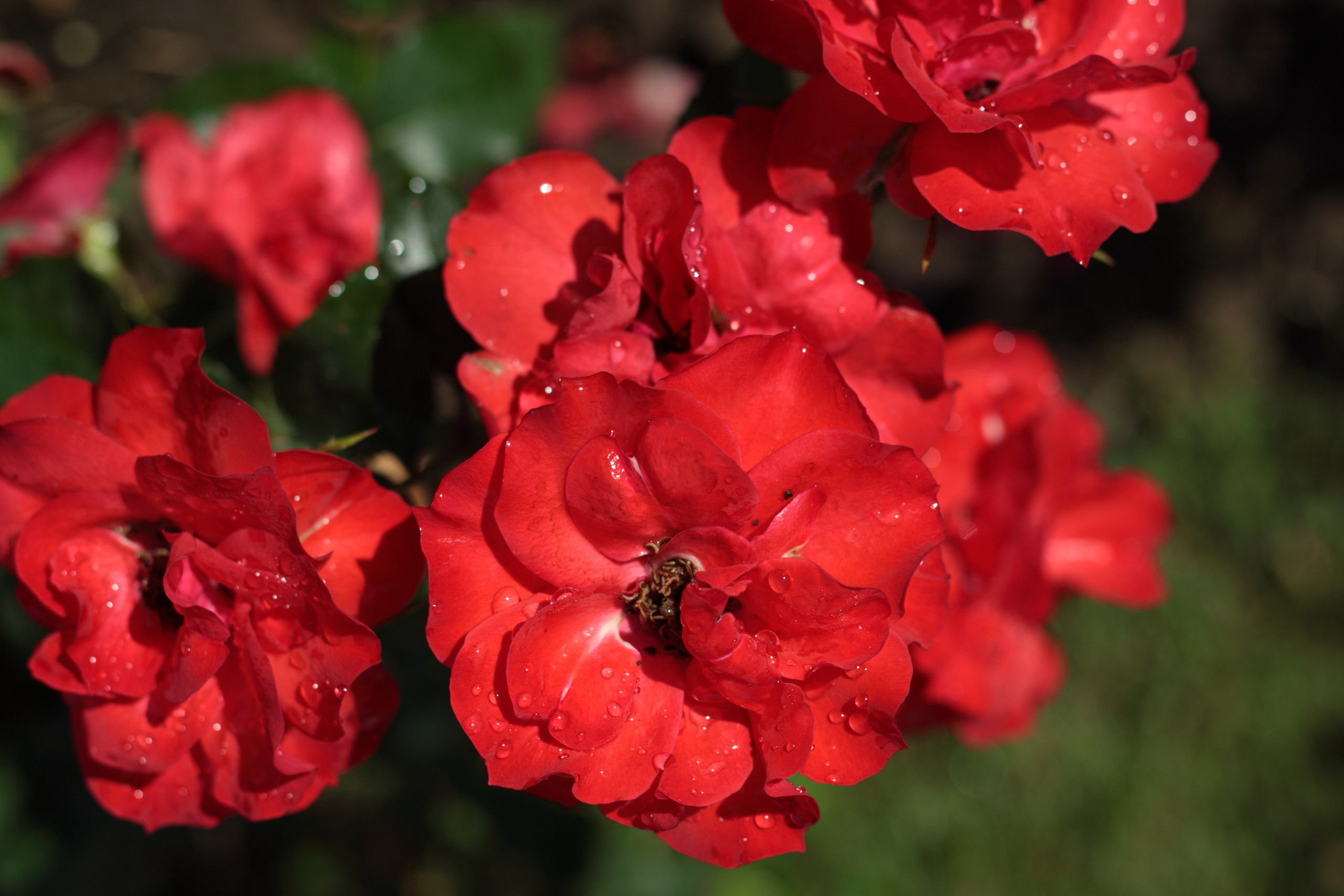 Старое природное, отбирала Katamount (Катерина Горохова). Главная