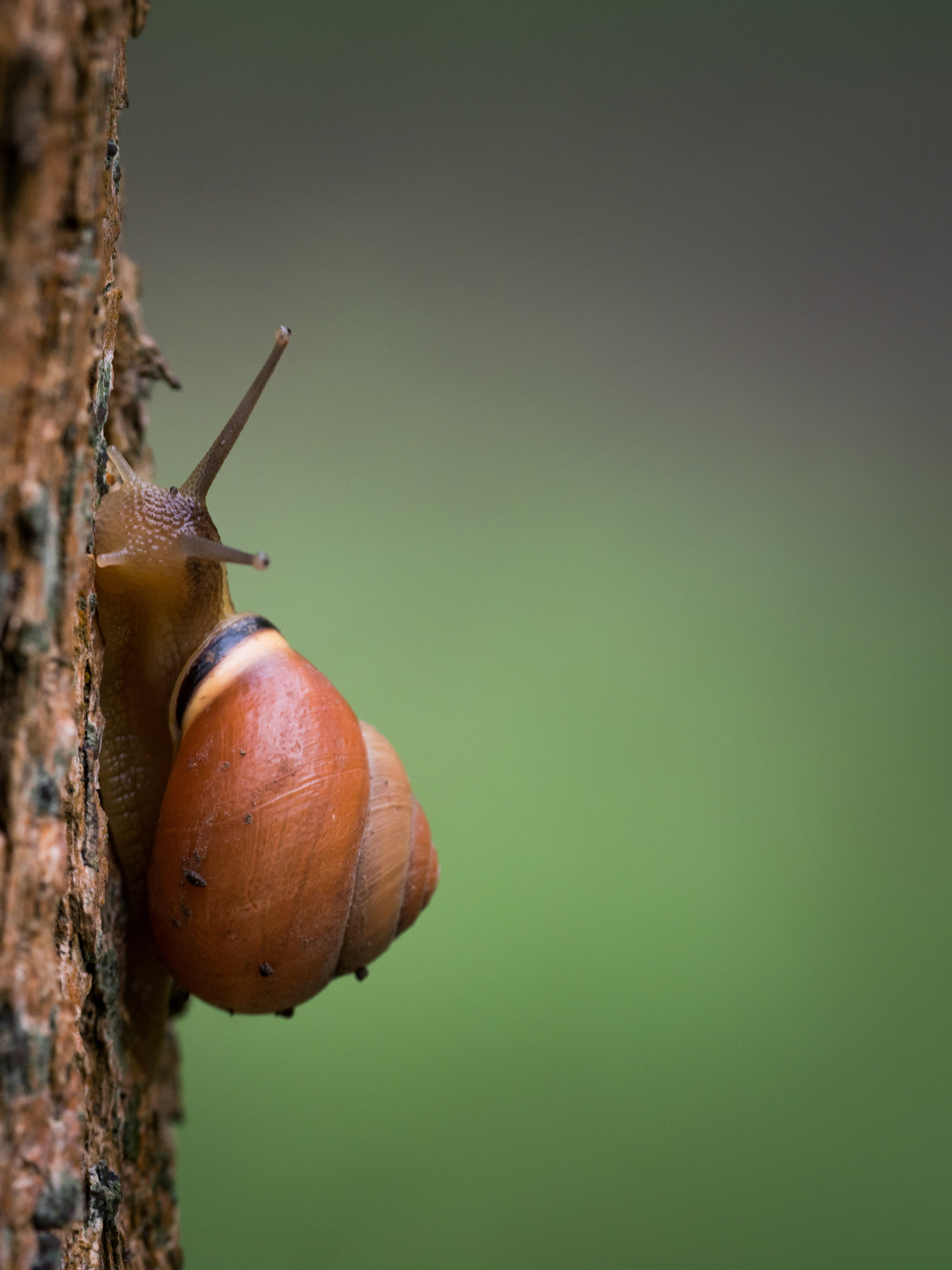 Остальные. Oles Paritskiy