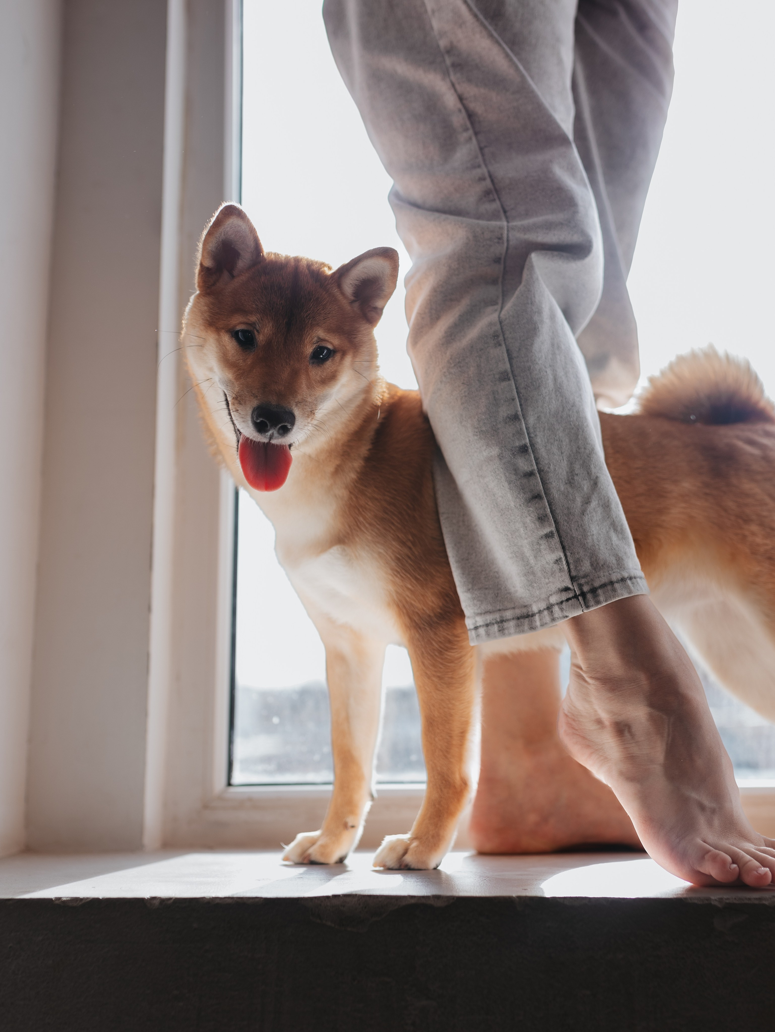 Мика и Настя. Фотограф-анималист в Москве Кириллова Татьяна