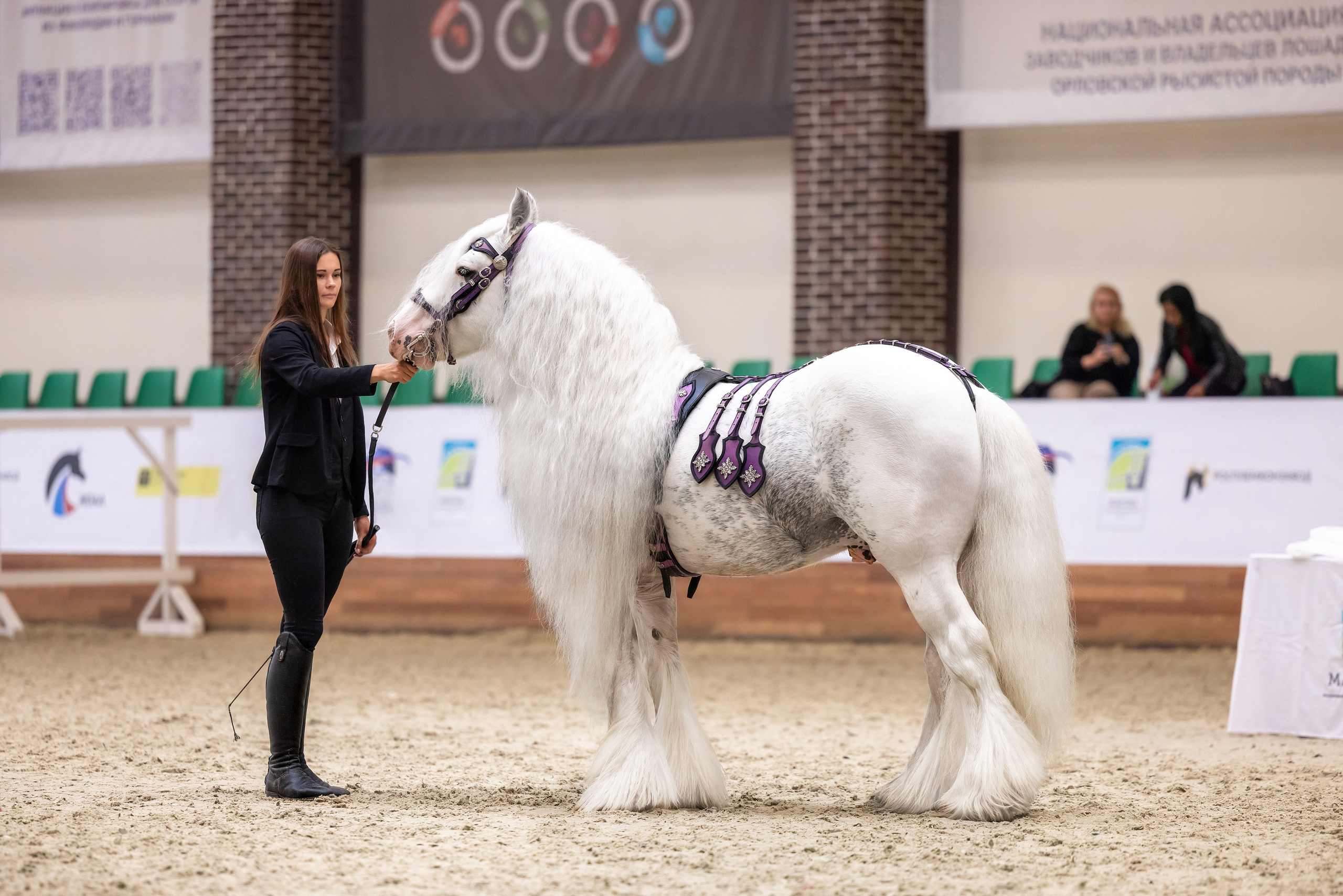 Конные выставки. Mrs.Aquarelia Конный фотограф Марианна Леонтьева