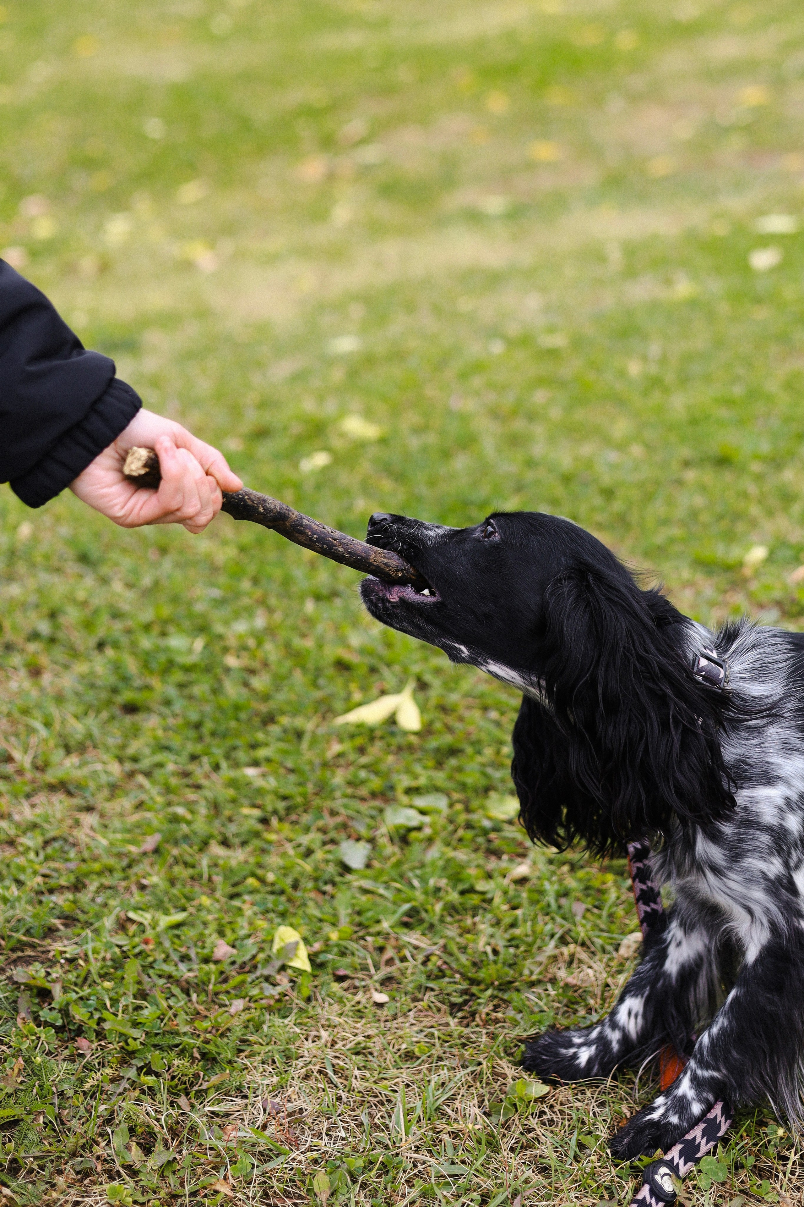 Милка, Вероника и Тимофей. Фотограф-анималист Ксения Шевцова|Москва