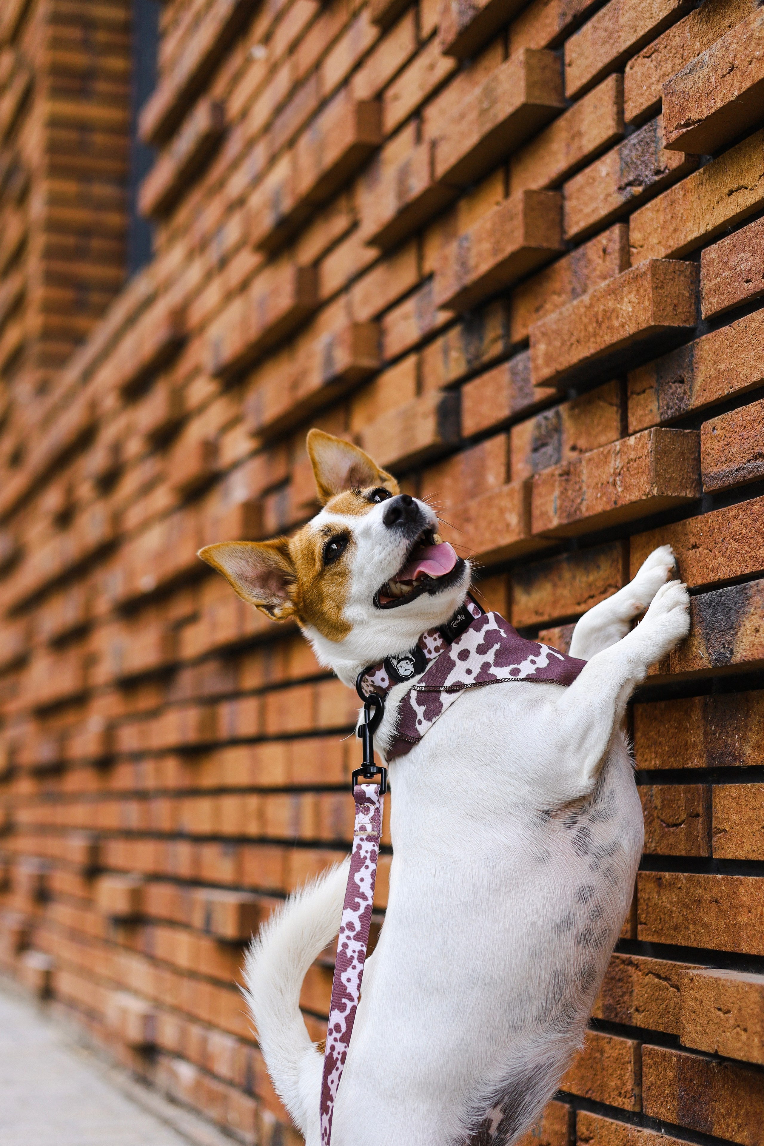 Холли и Катя. Фотограф-анималист Ксения Шевцова|Москва