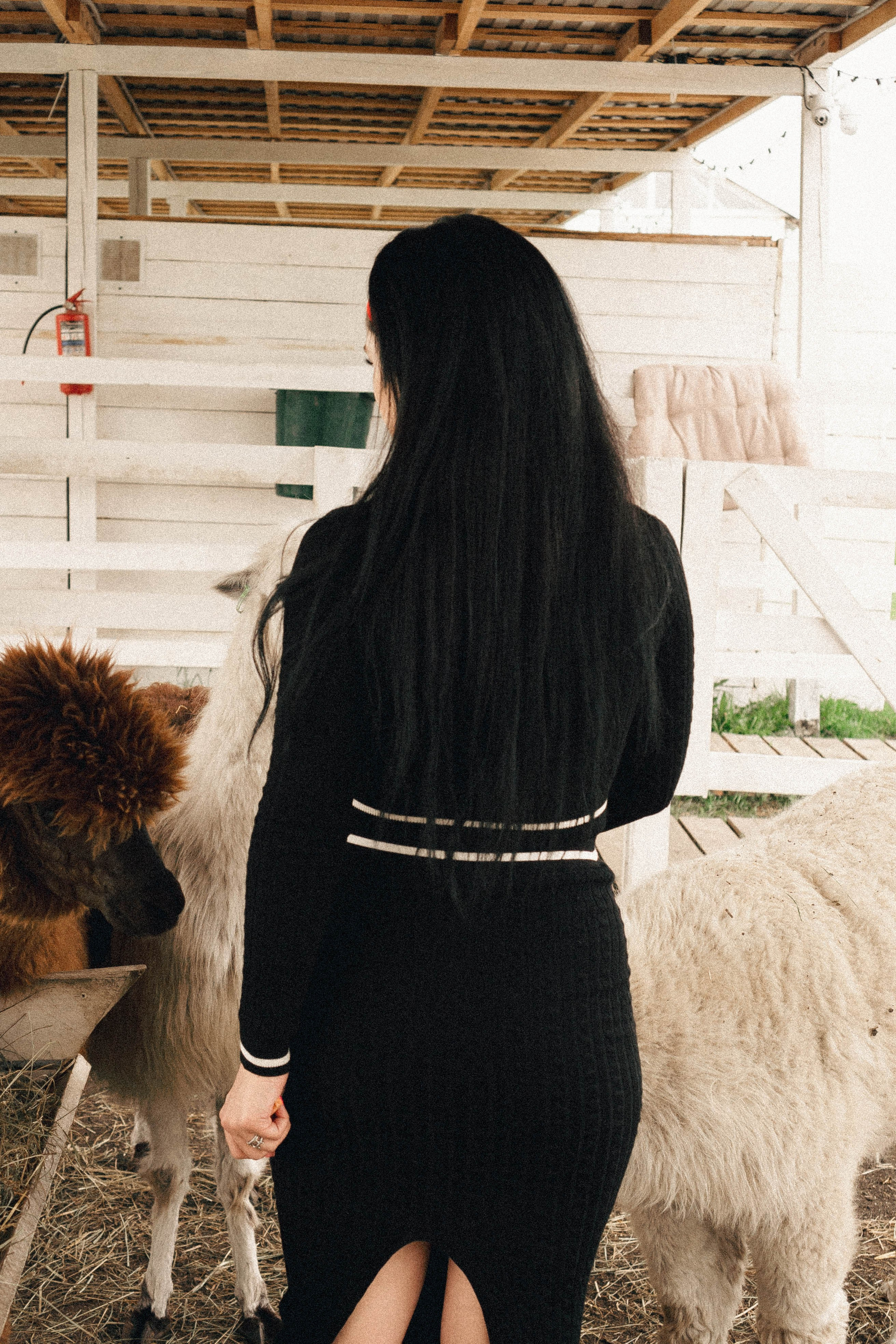 Ферма Альпак. Профессиональный фотограф, Санкт-Петербург — Виктория Богомолова