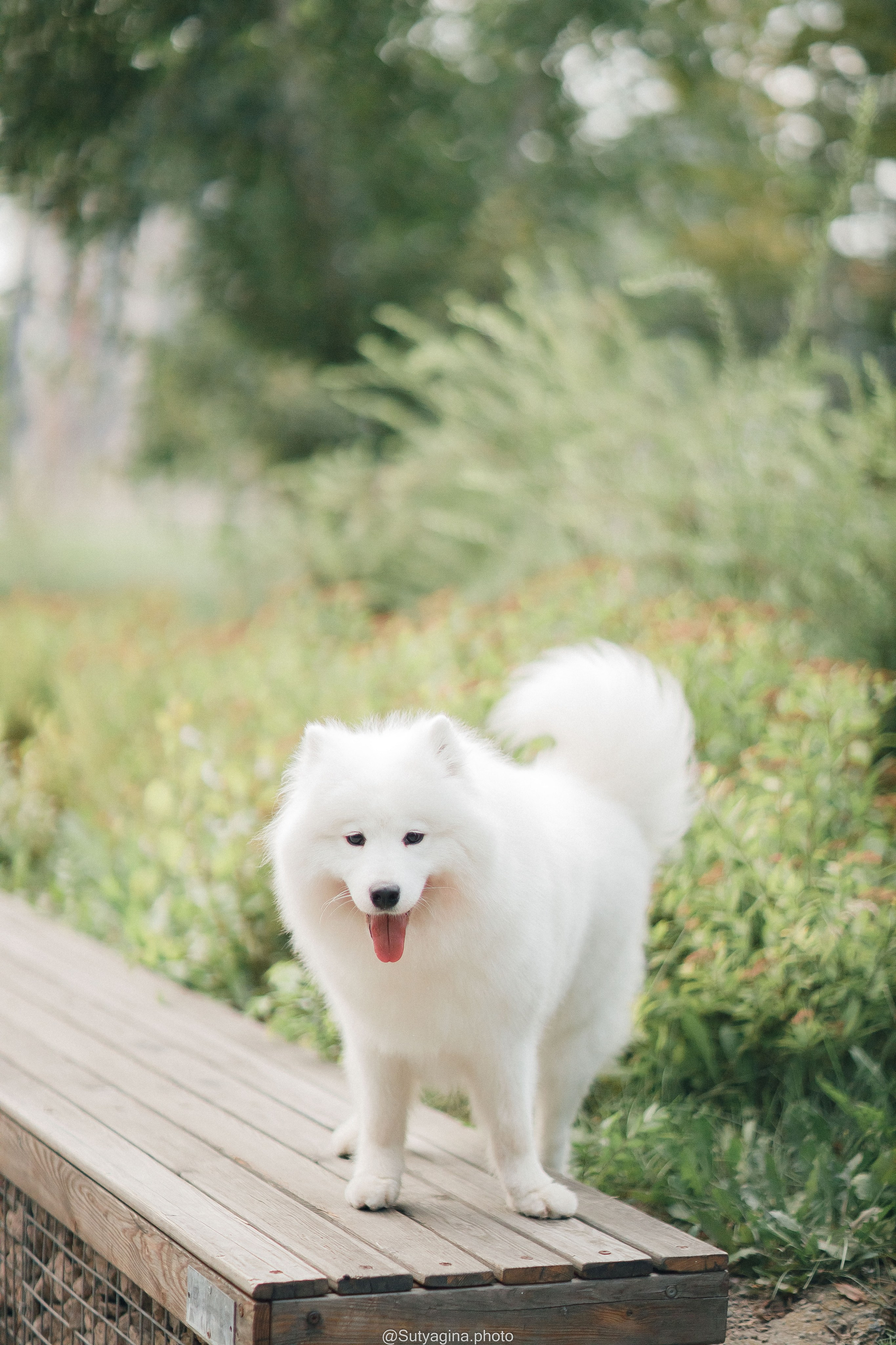 Самоед Рея. Свадебный и женский фотограф