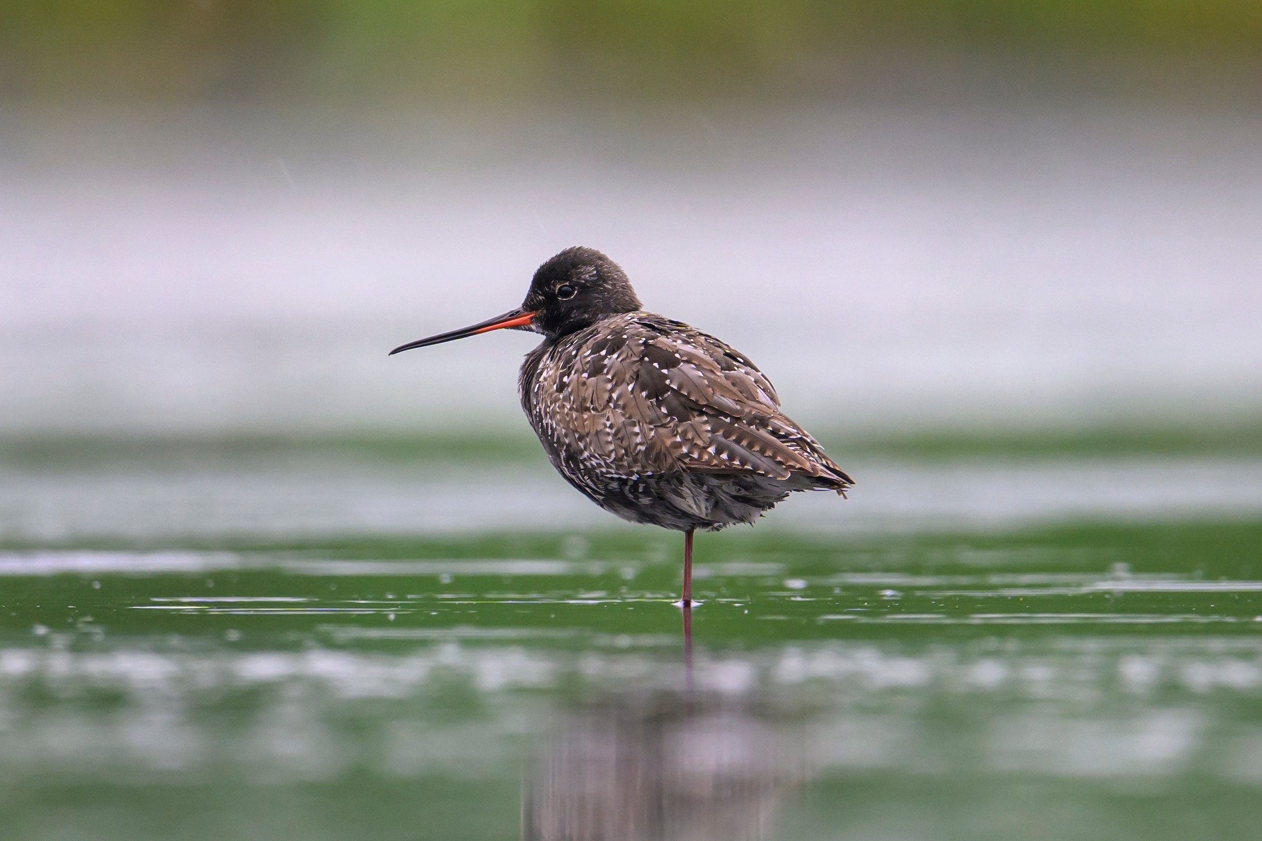Кулики. Wildlife photography by Sergey Puponin